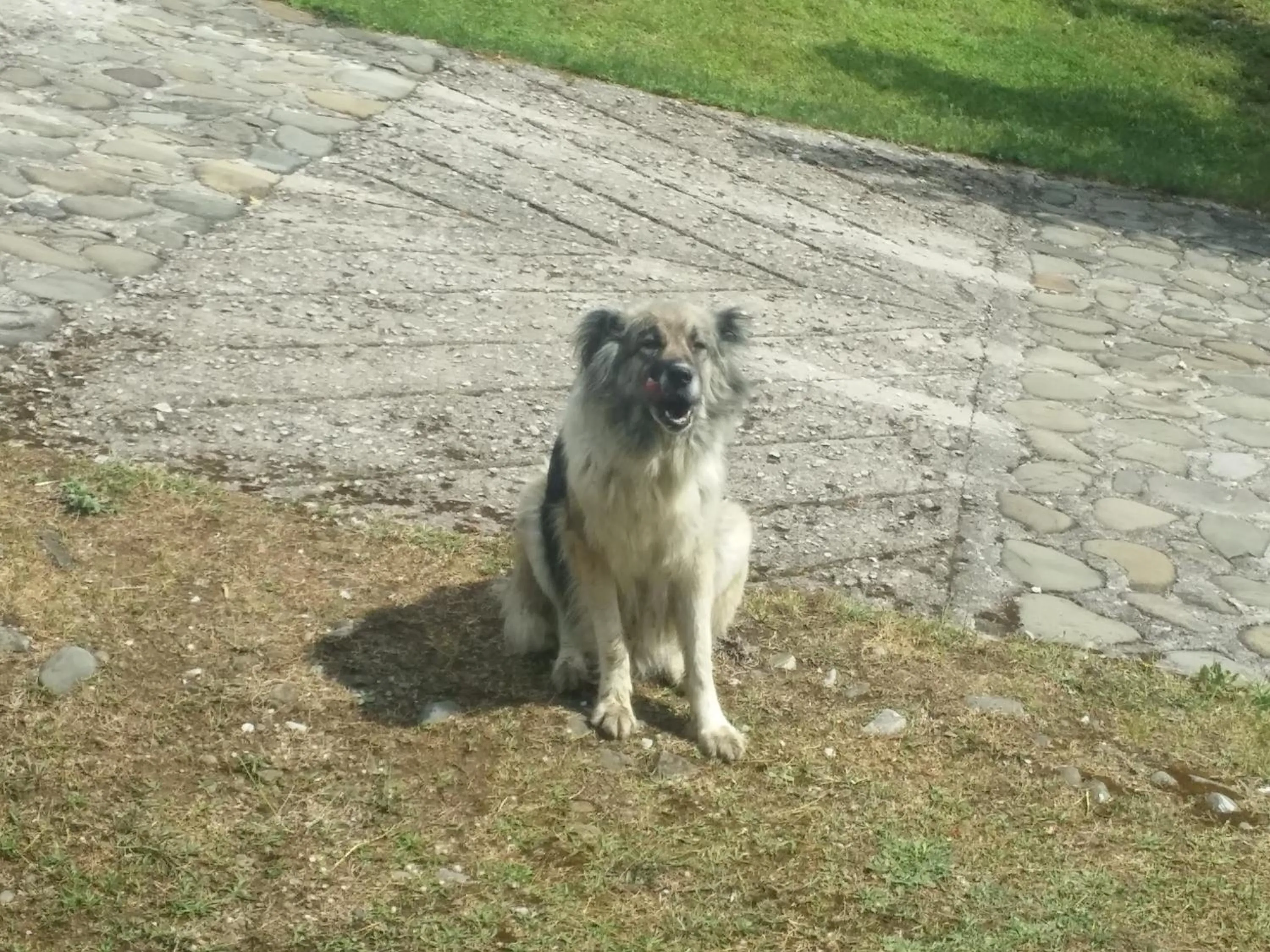 Pets in Livadaki Village
