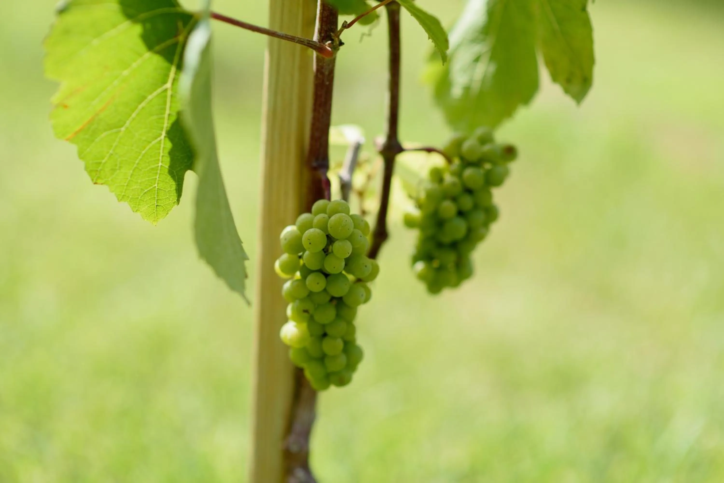 Leone de Castris Wine Hotel