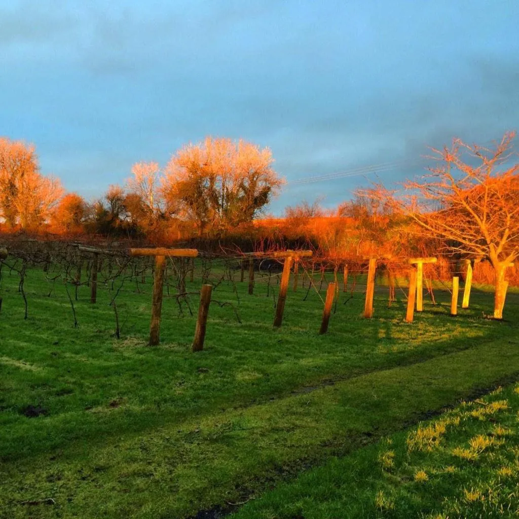 Jabajak Vineyard Restaurant & Rooms