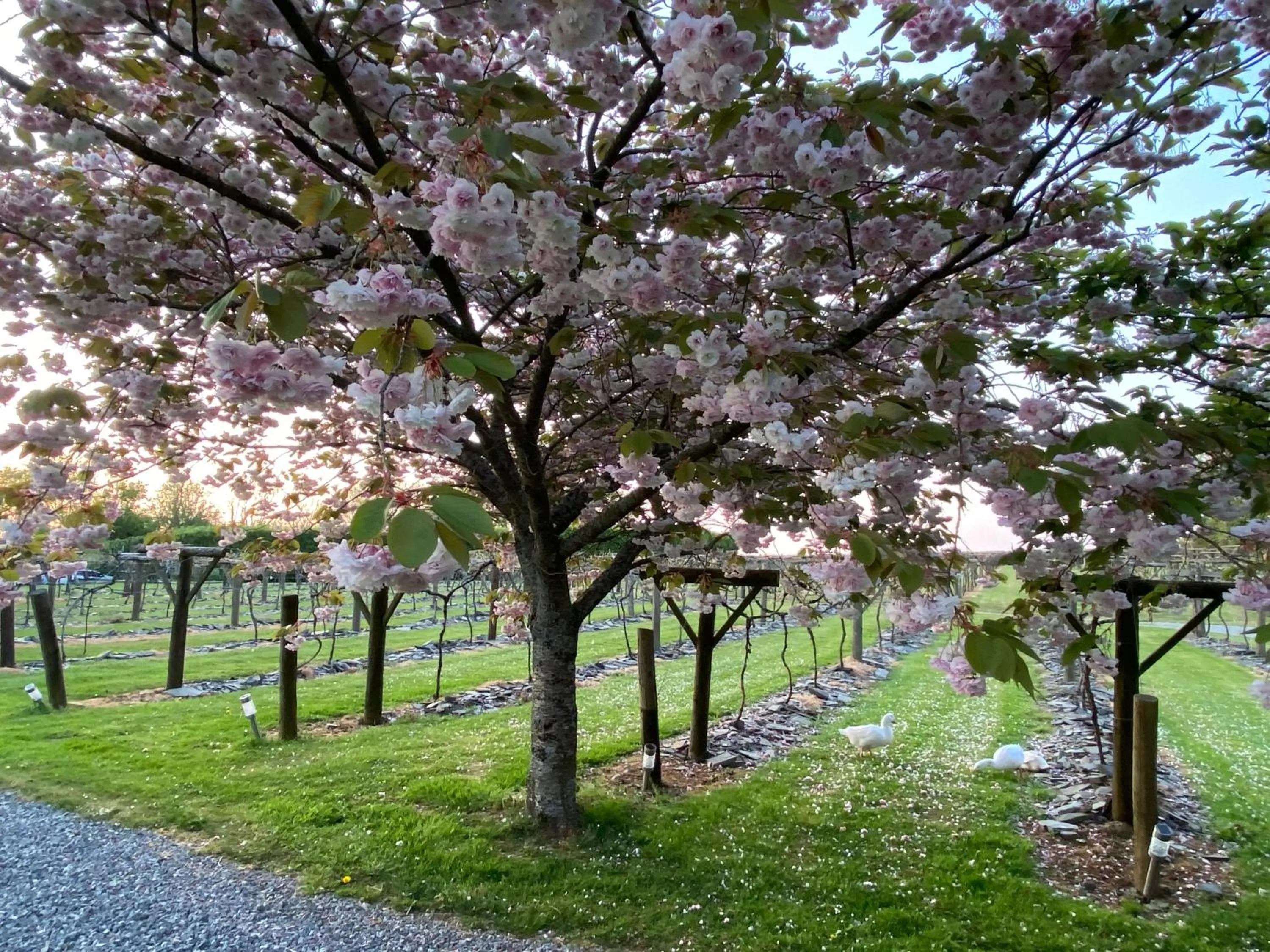 Jabajak Vineyard Restaurant & Rooms