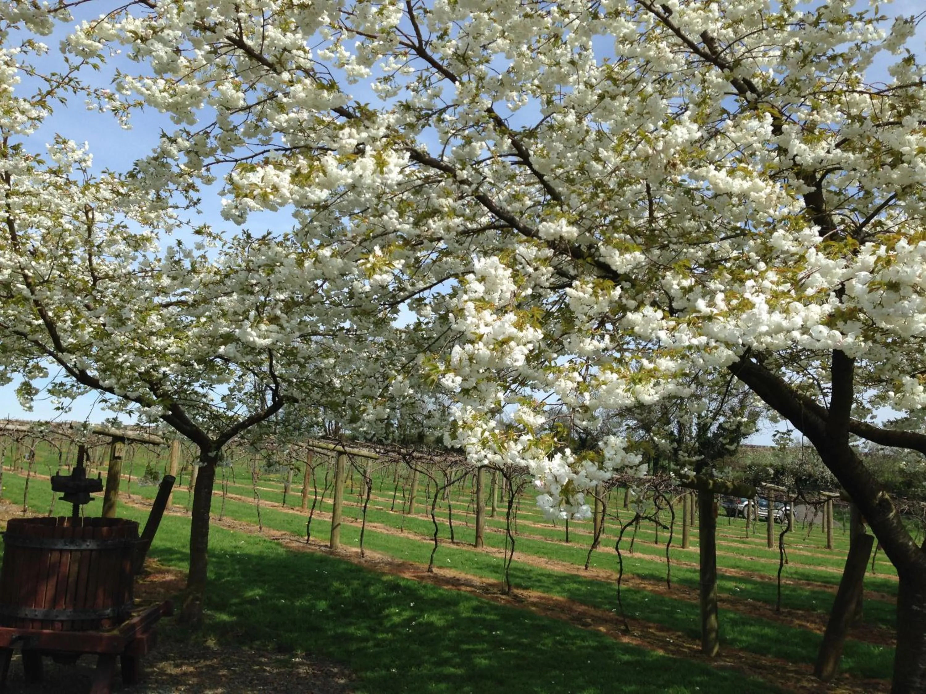 Jabajak Vineyard Restaurant & Rooms