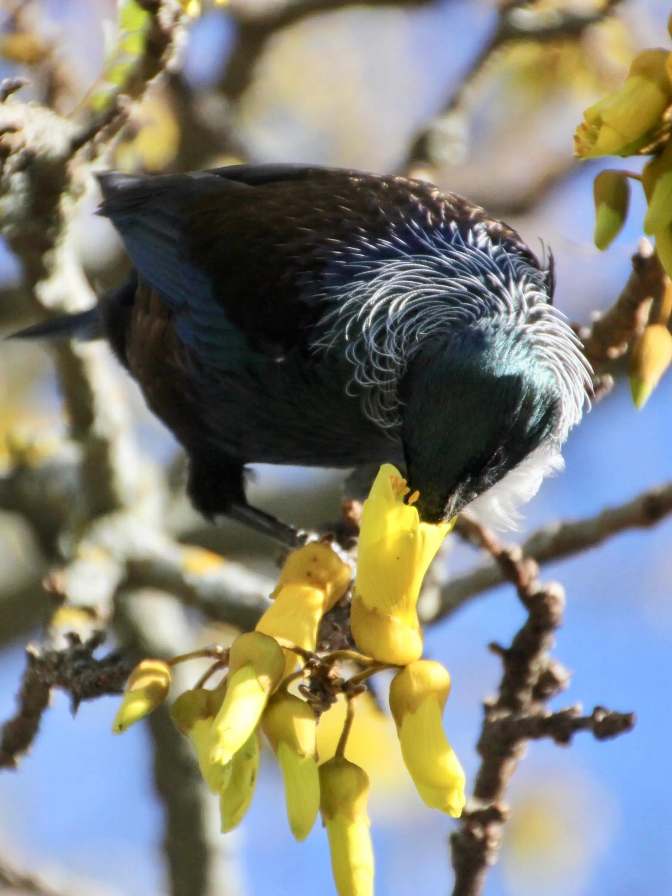 Spring in Refreshstay