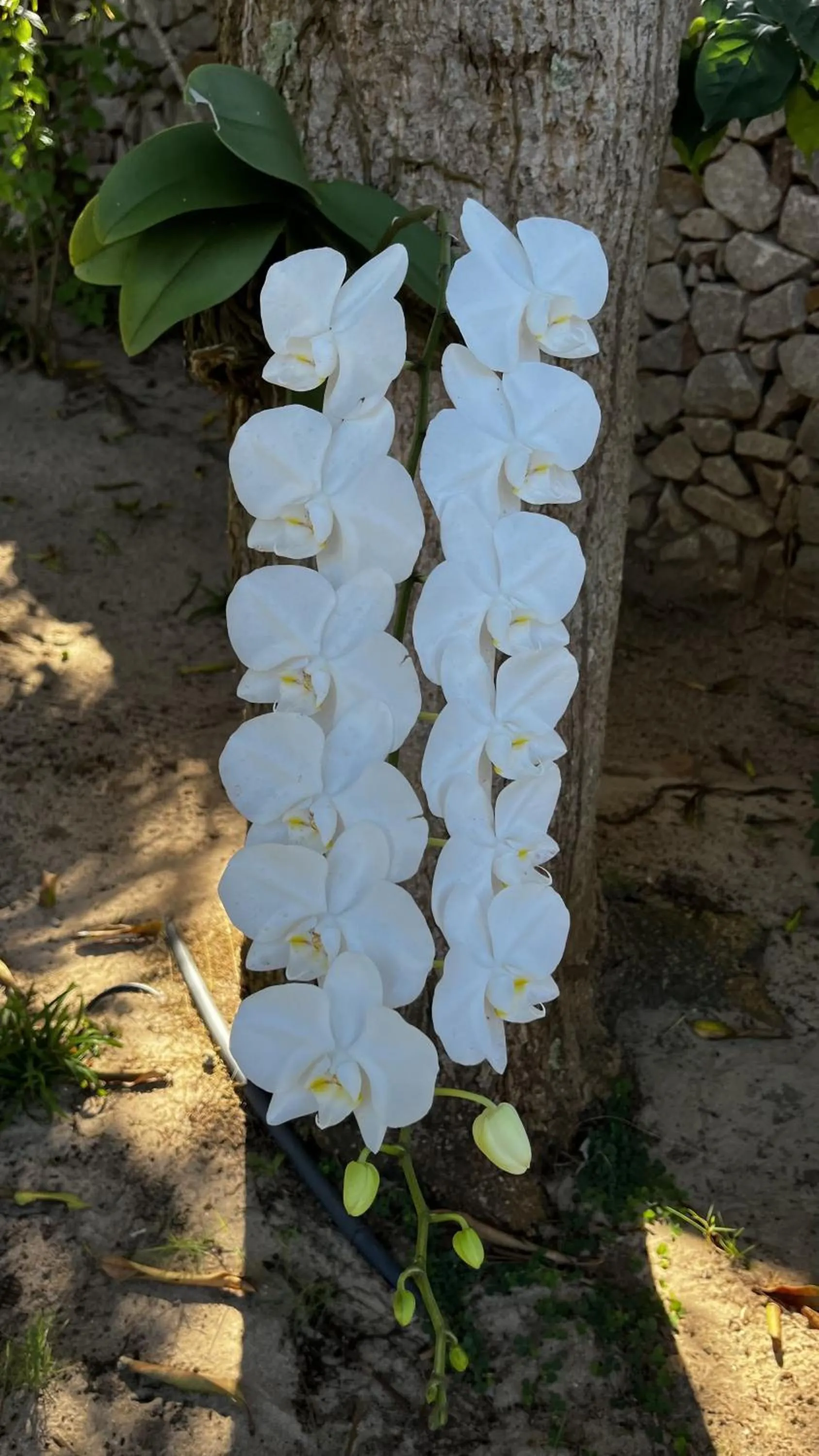 Garden in Hotel da Pipa