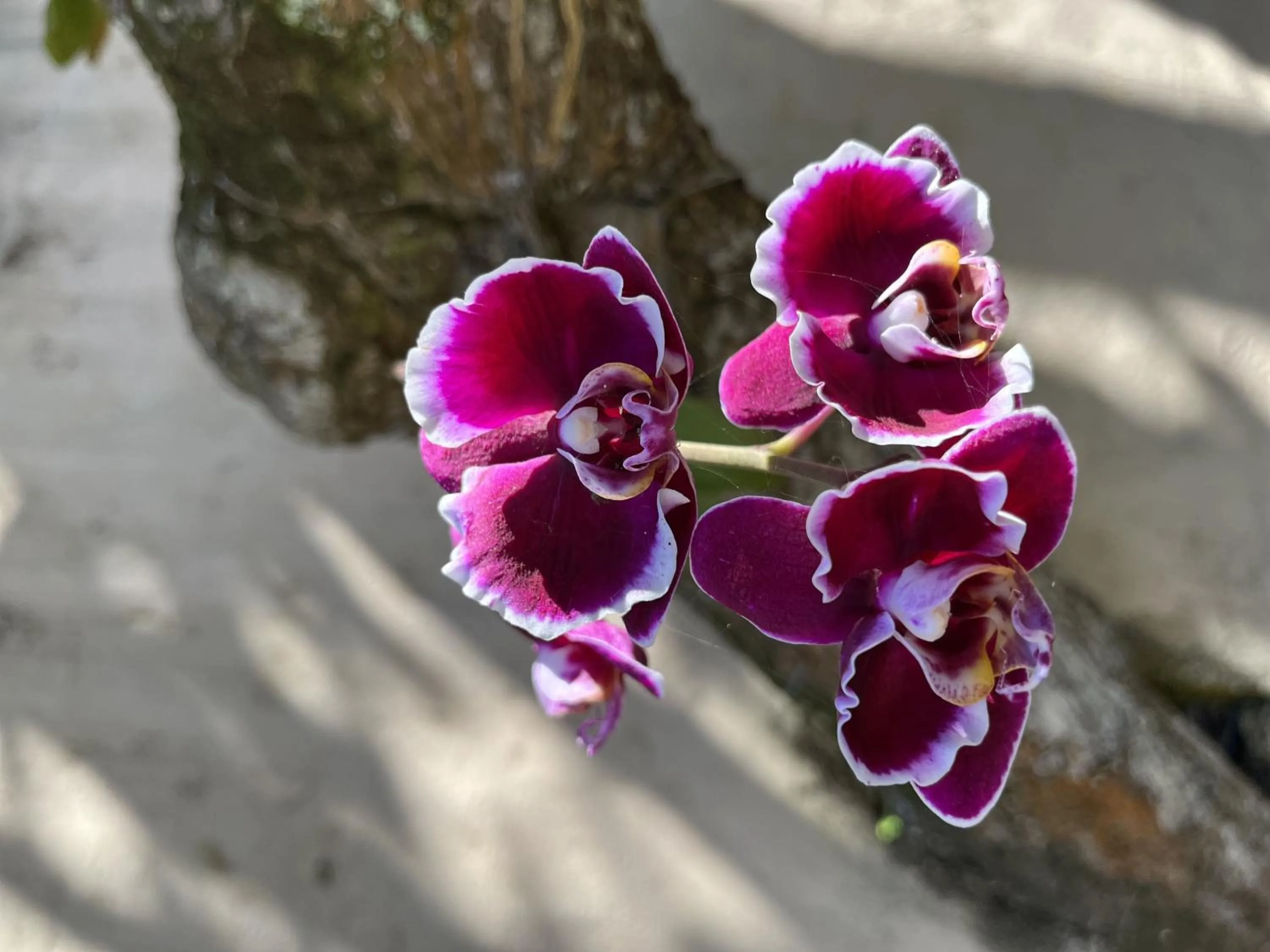 Garden in Hotel da Pipa