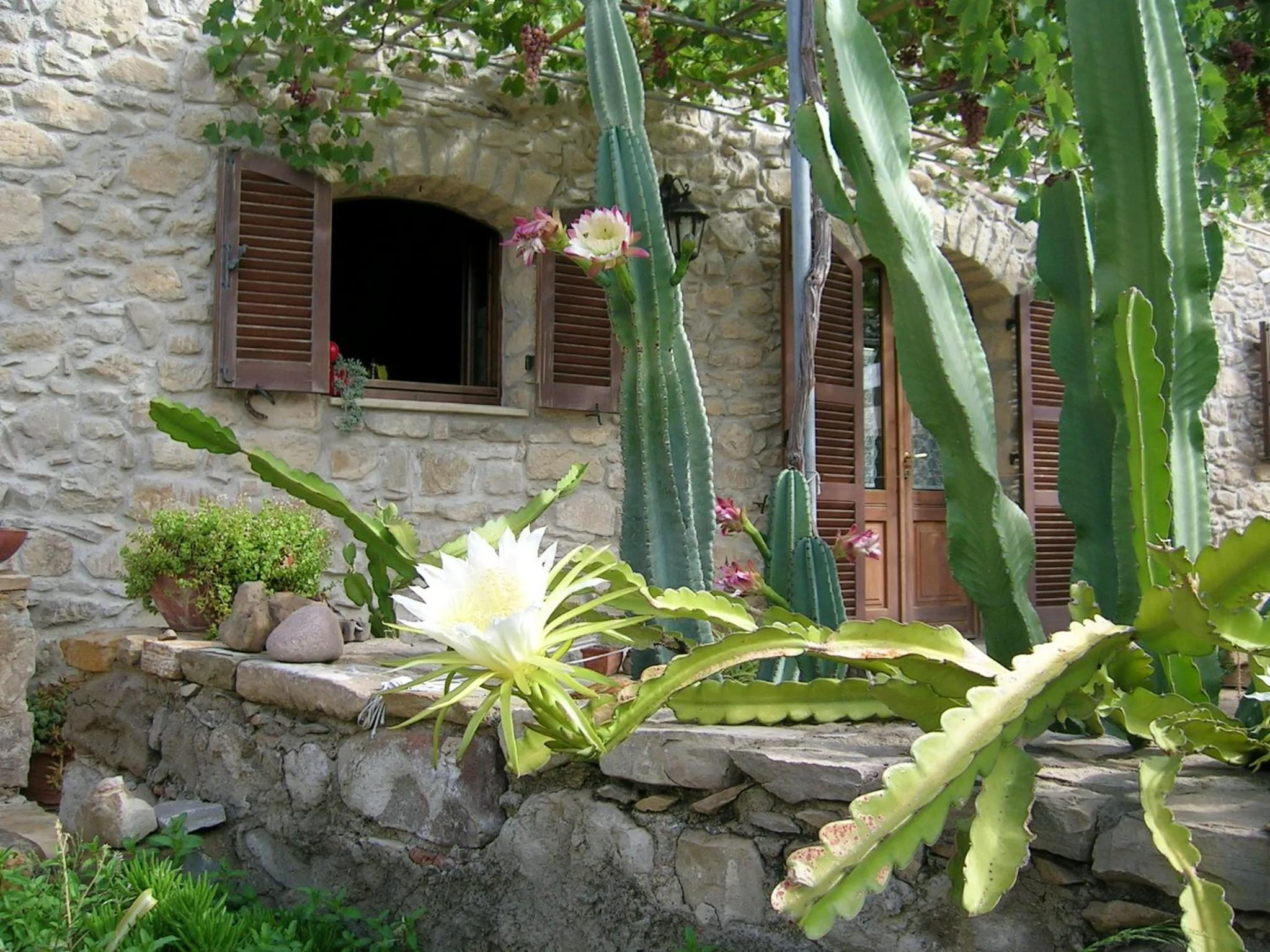 Garden in Sa Domu de sa Contissa
