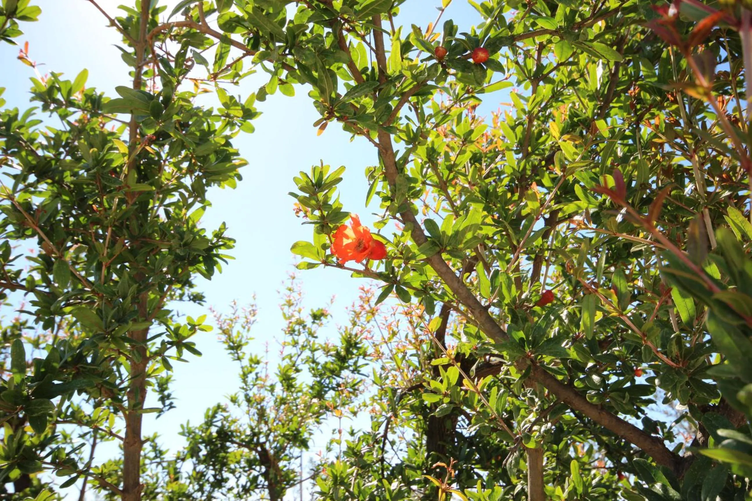 Garden in Tenuta Fontò