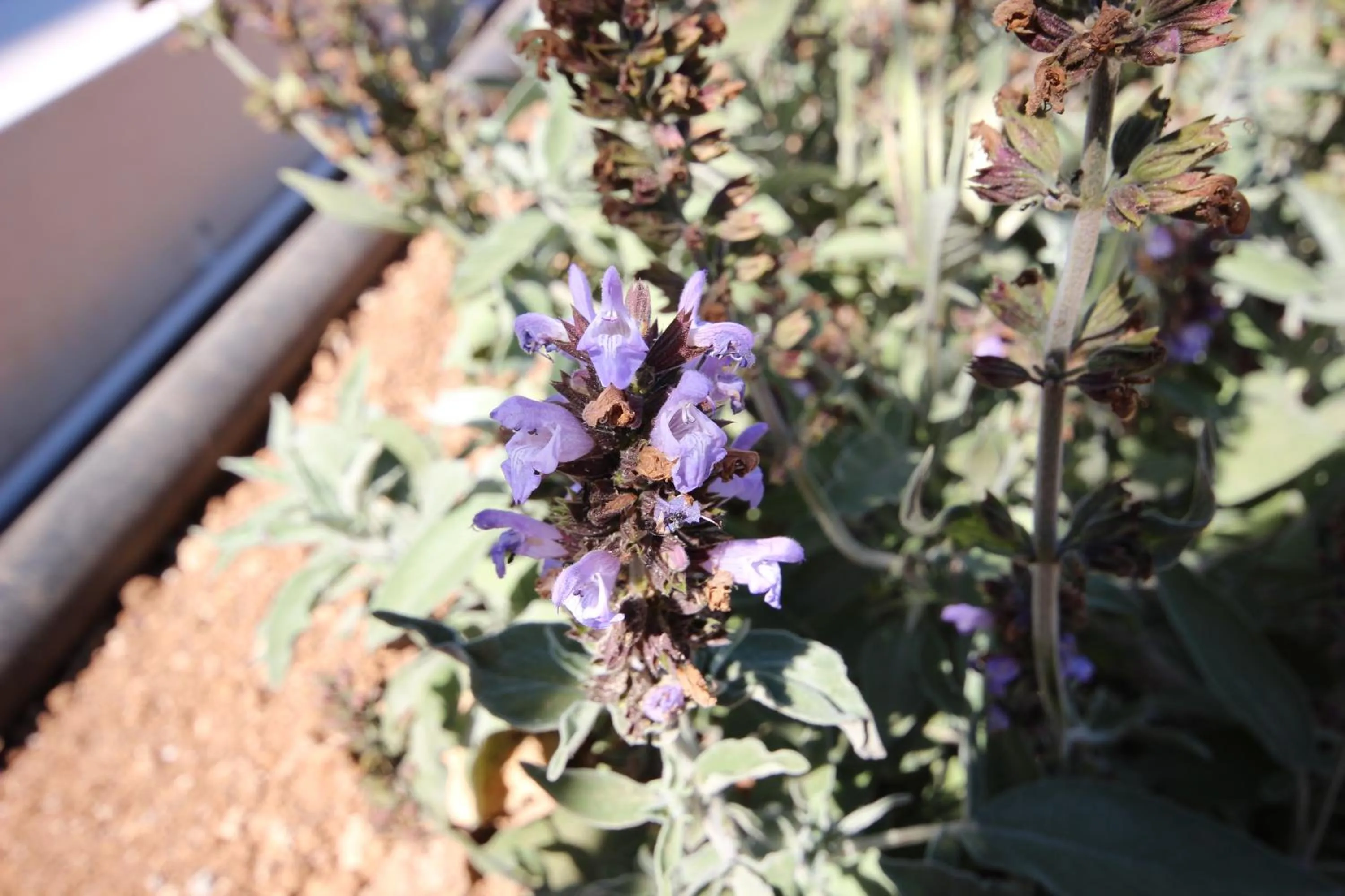 Property building in Tenuta Fontò