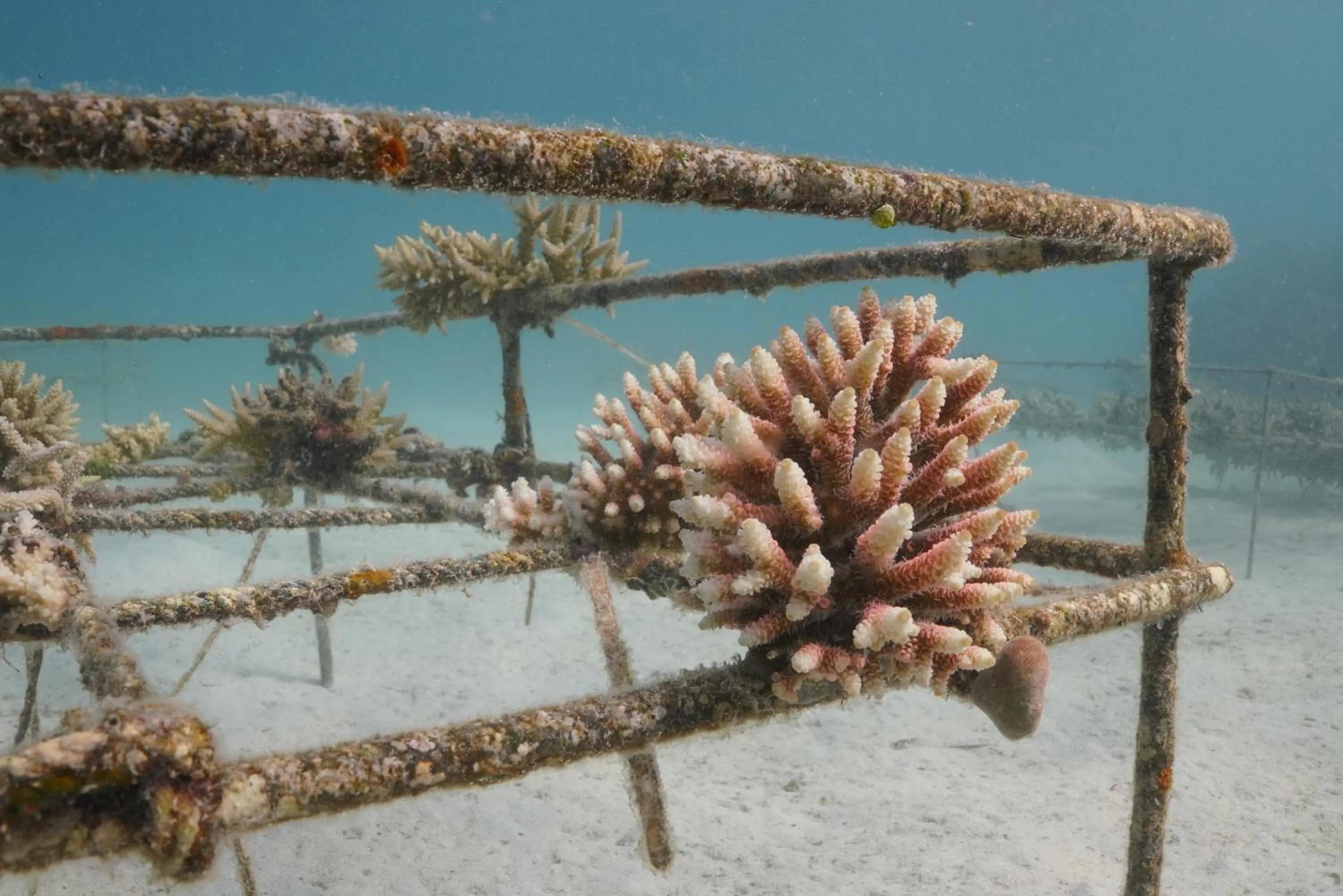 Day in Murex Bangka Dive Resort