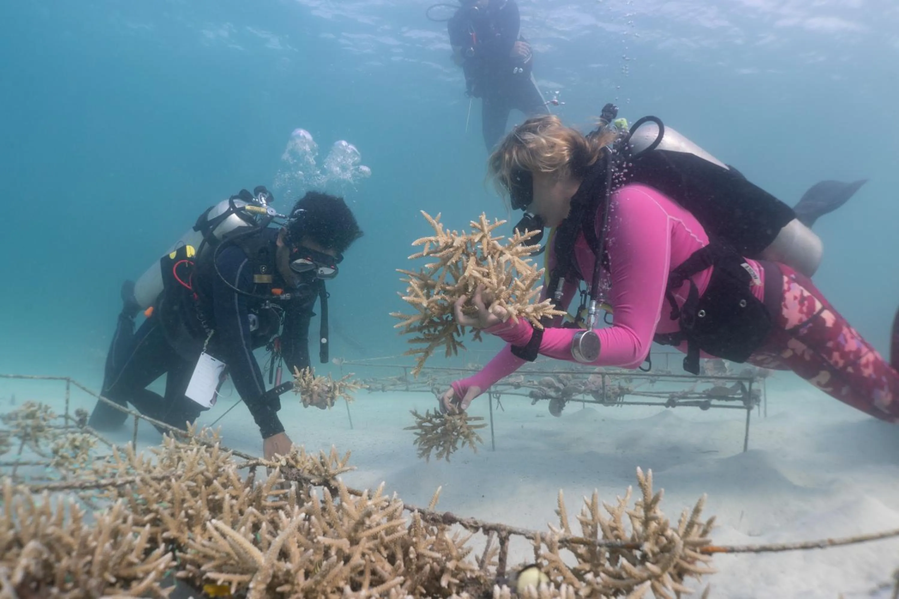Diving in Murex Bangka Dive Resort