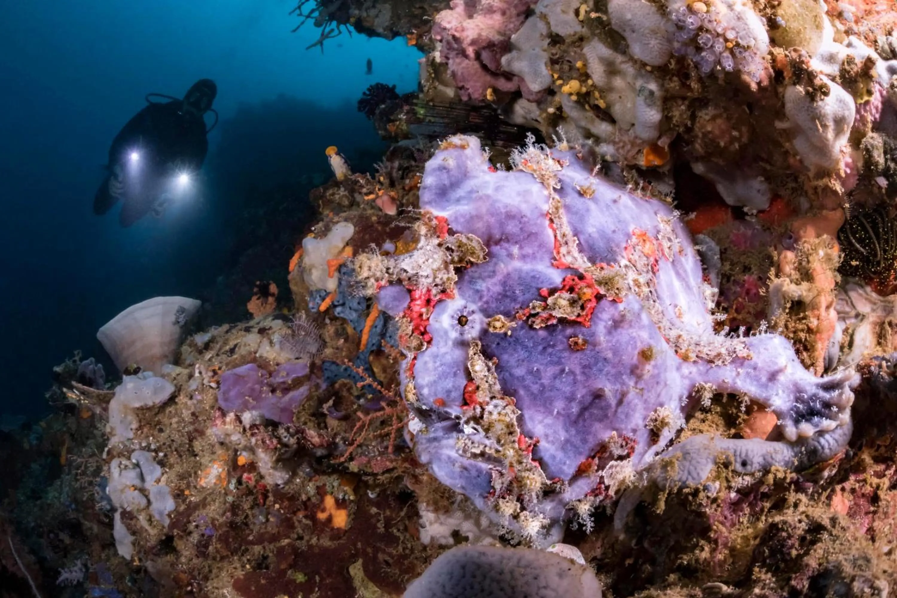Diving in Murex Bangka Dive Resort