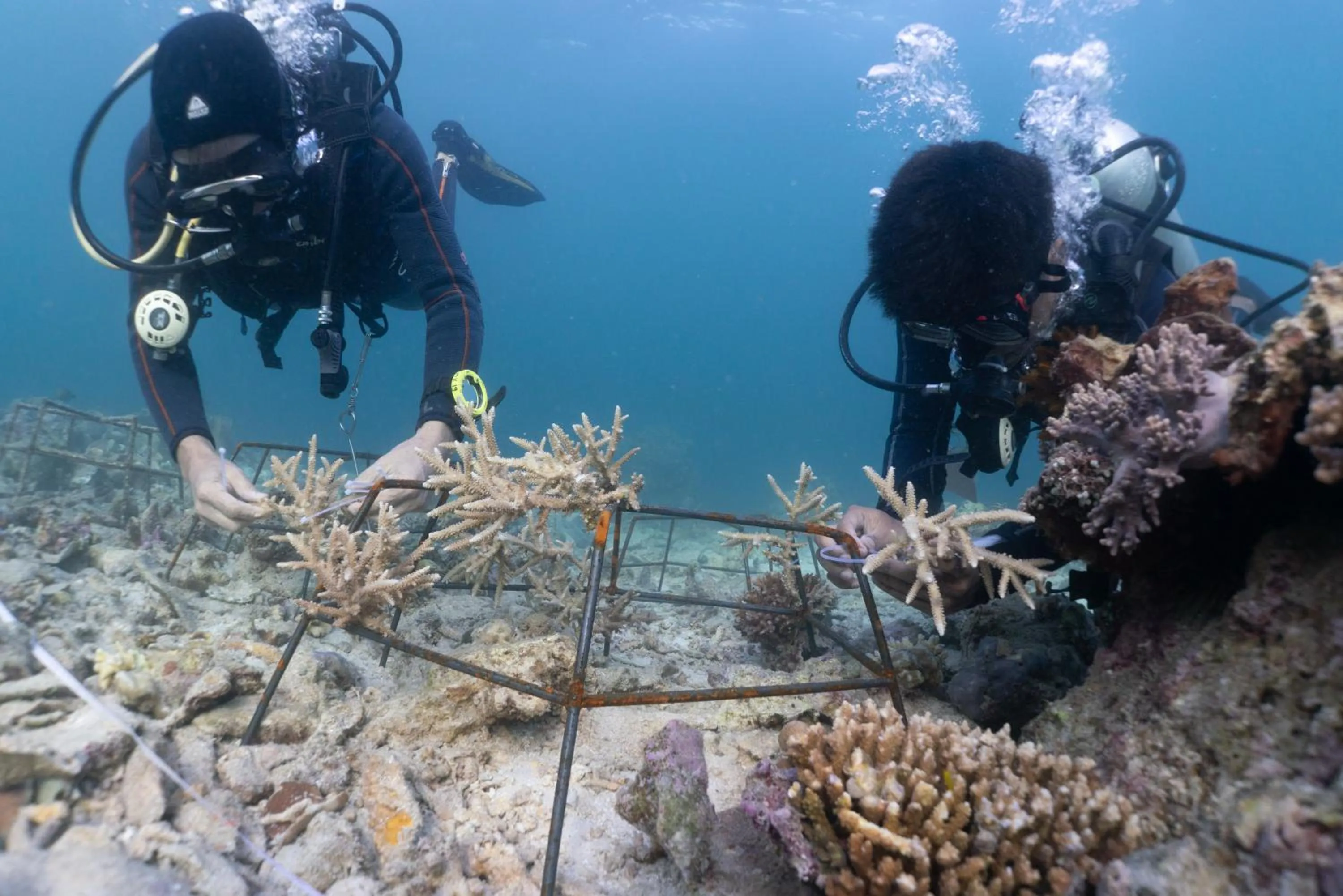 Diving in Murex Bangka Dive Resort