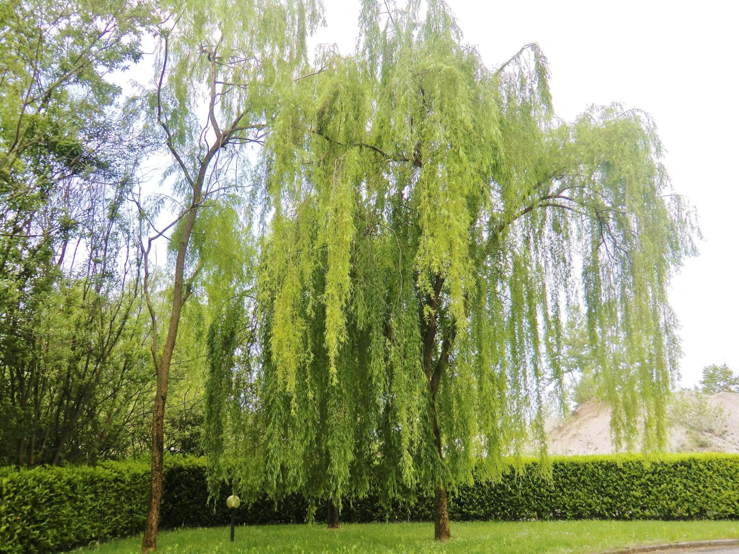 Garden in Hotel Luna