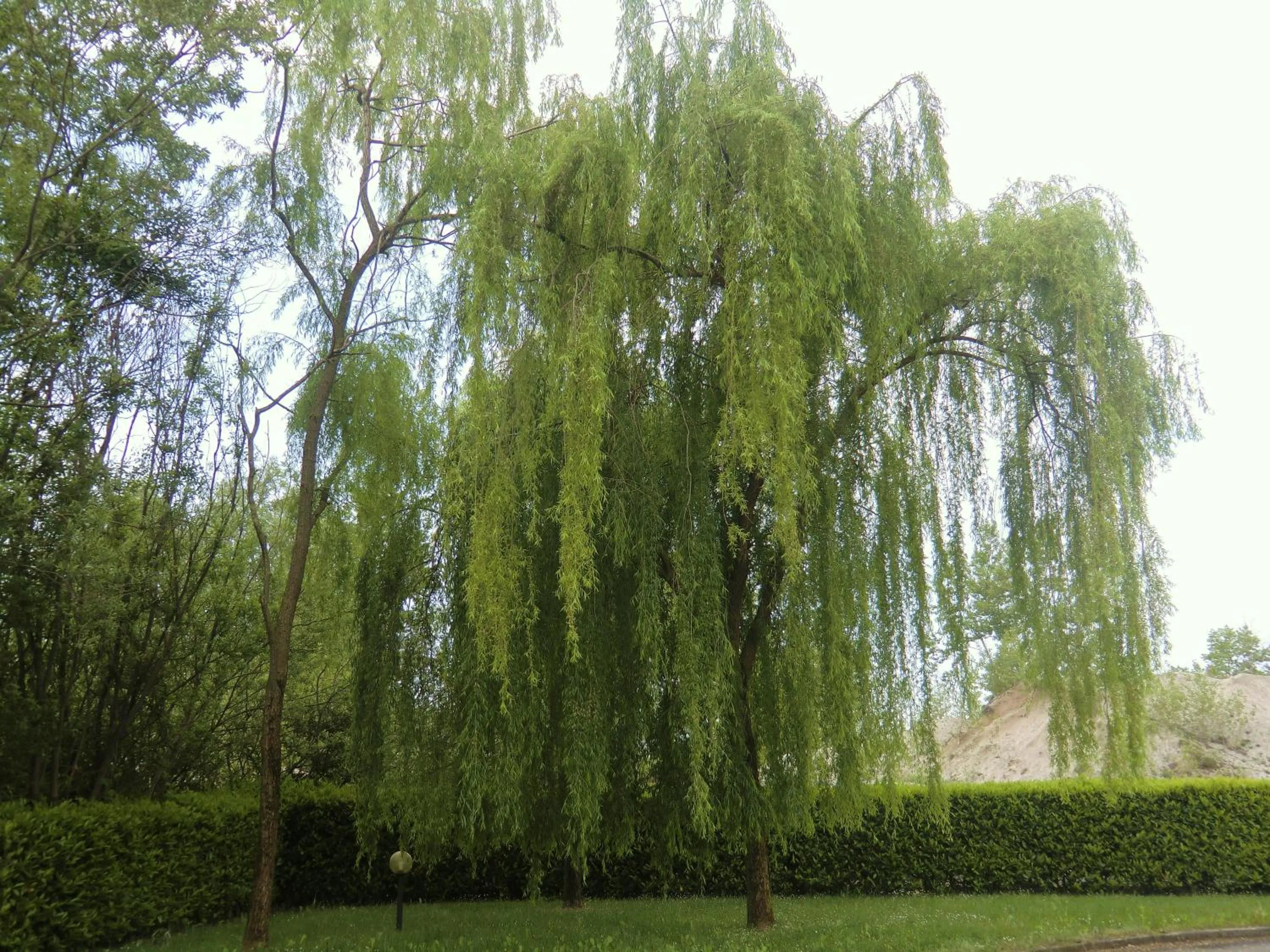 Garden in Hotel Luna