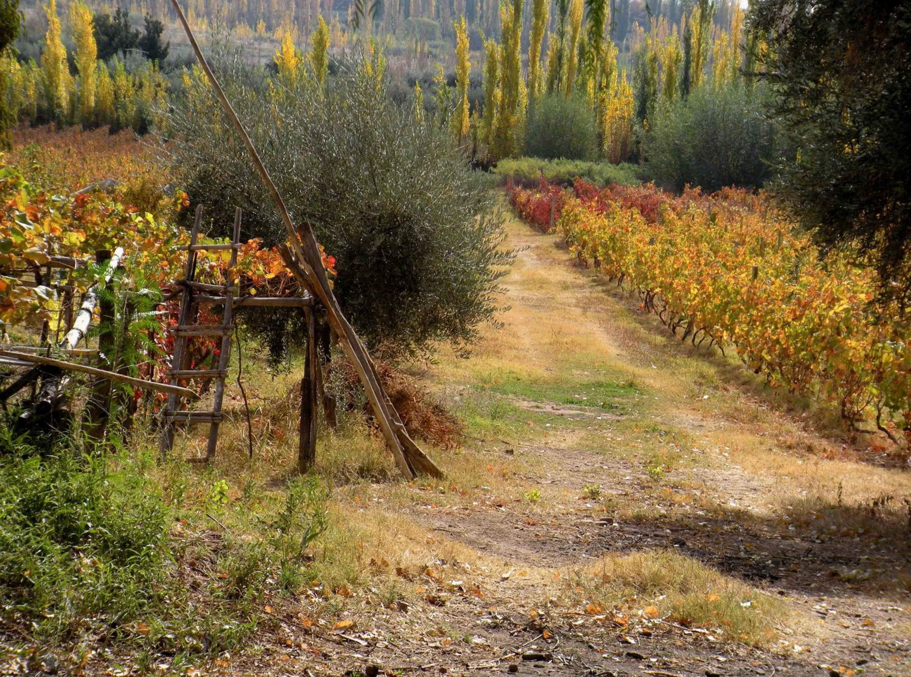 Hiking in Hotel Crillon Mendoza