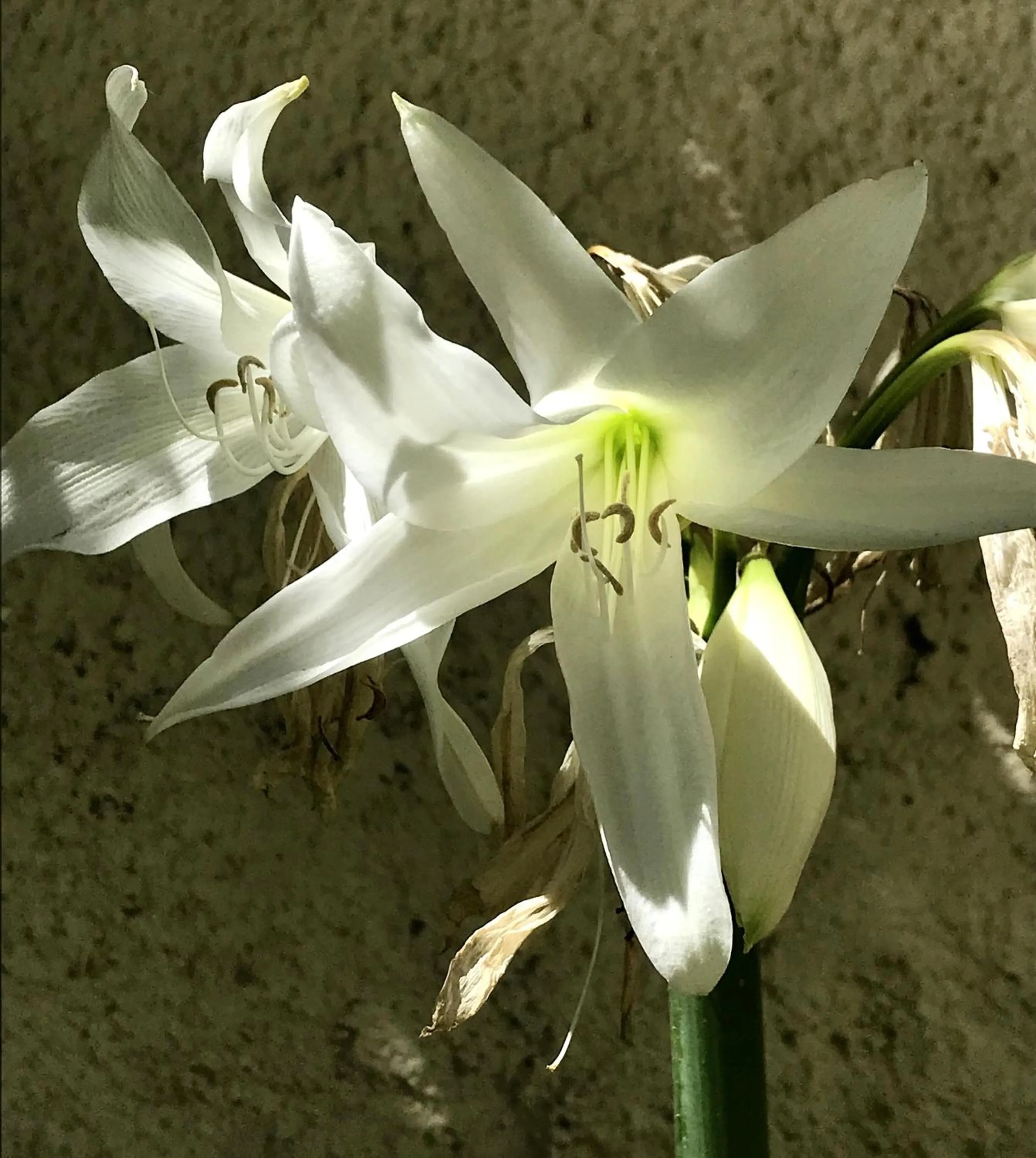 Swimming pool in Hotel Crillon Mendoza