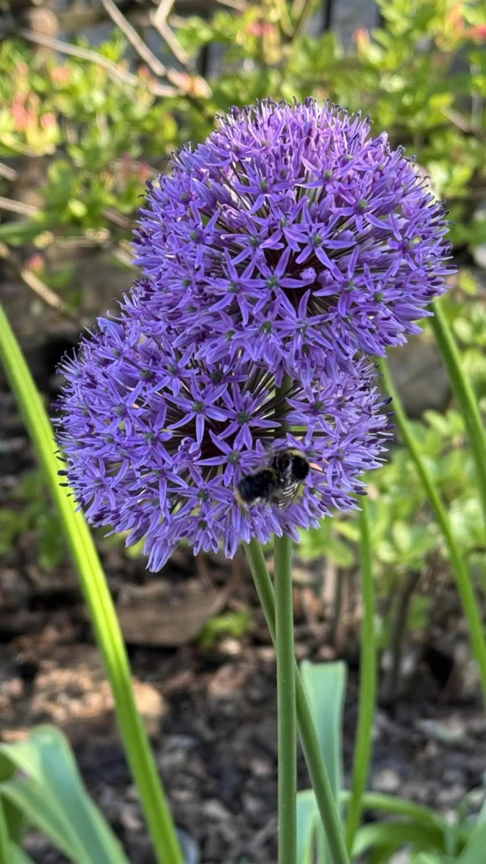 Dom Wakacyjny ODSAPKA