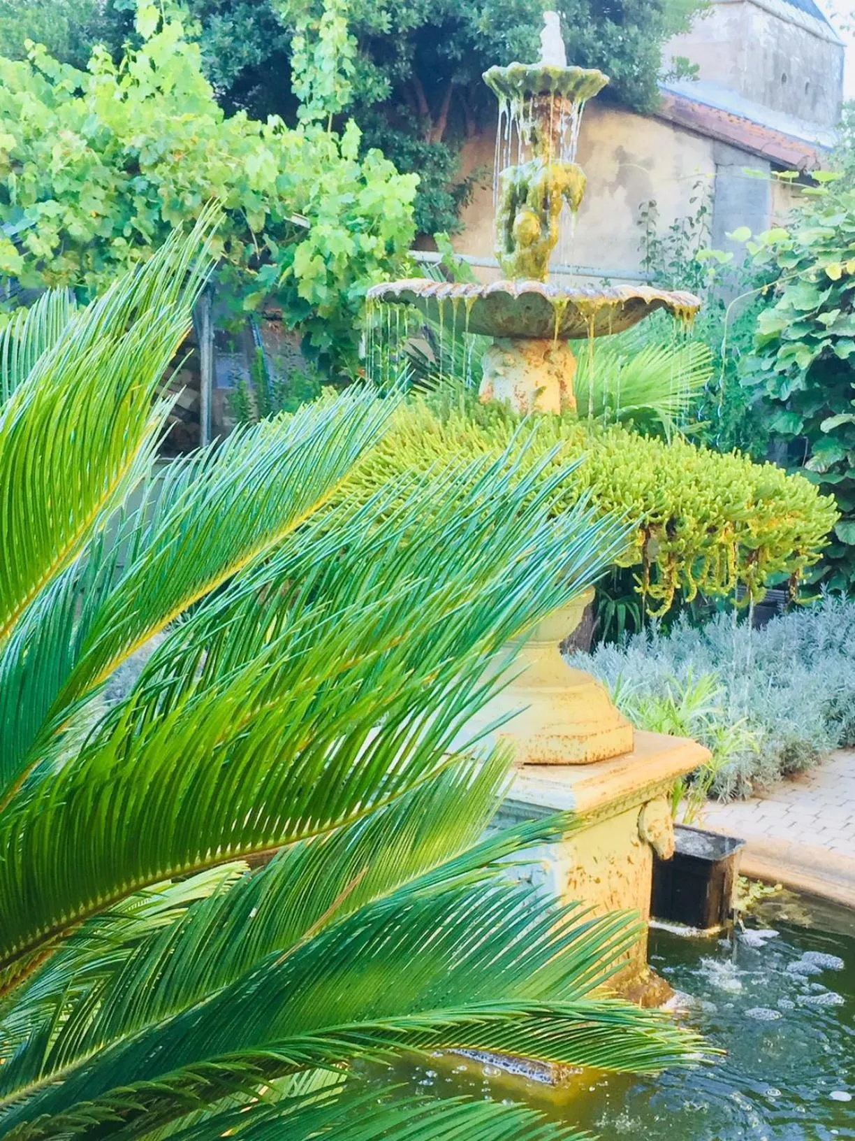 Garden view in O'palmier Caché