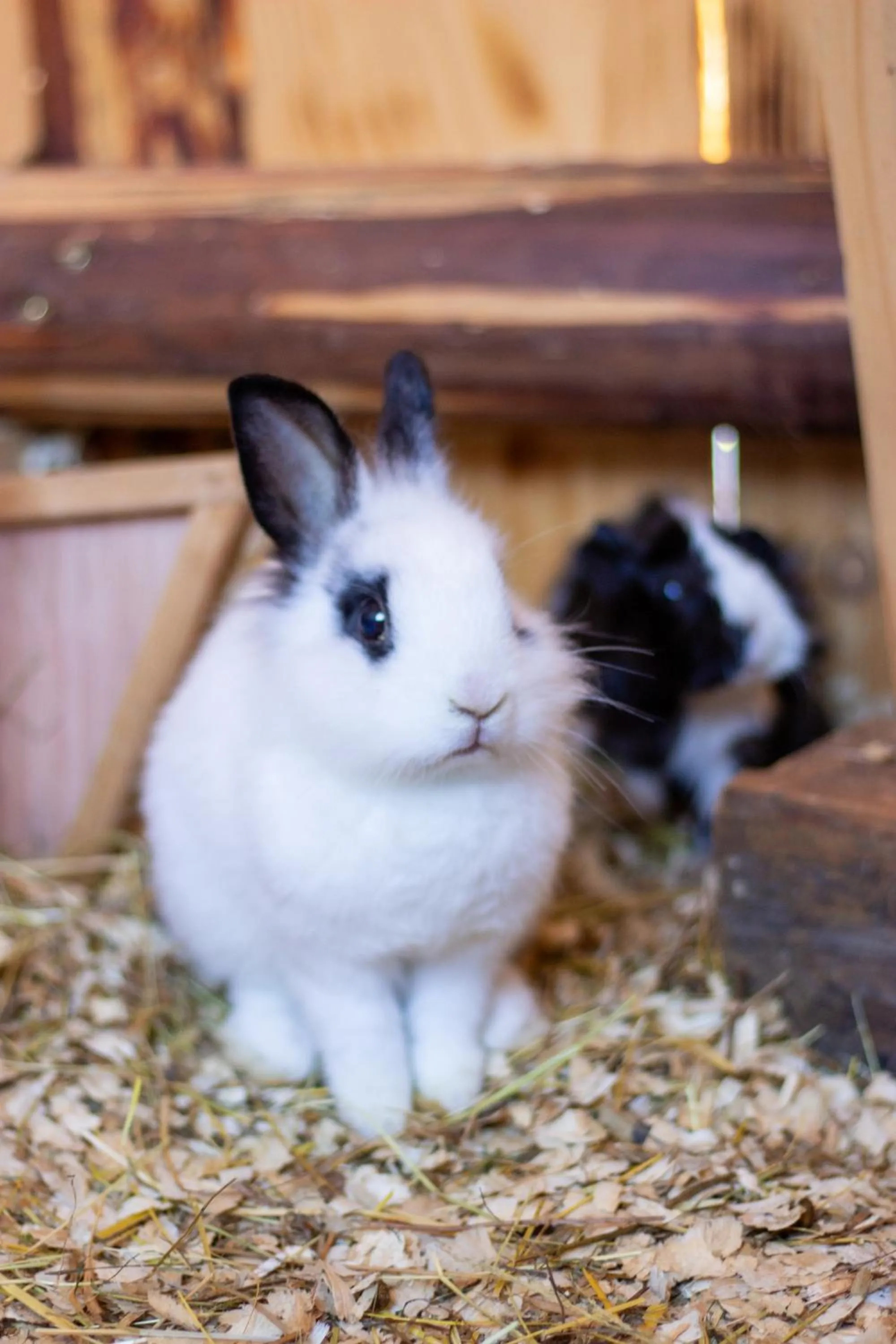 Pets in Hotel Forsthof