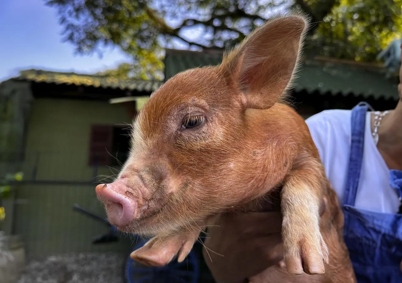 Animals in Costao do Santinho Resort All Inclusive