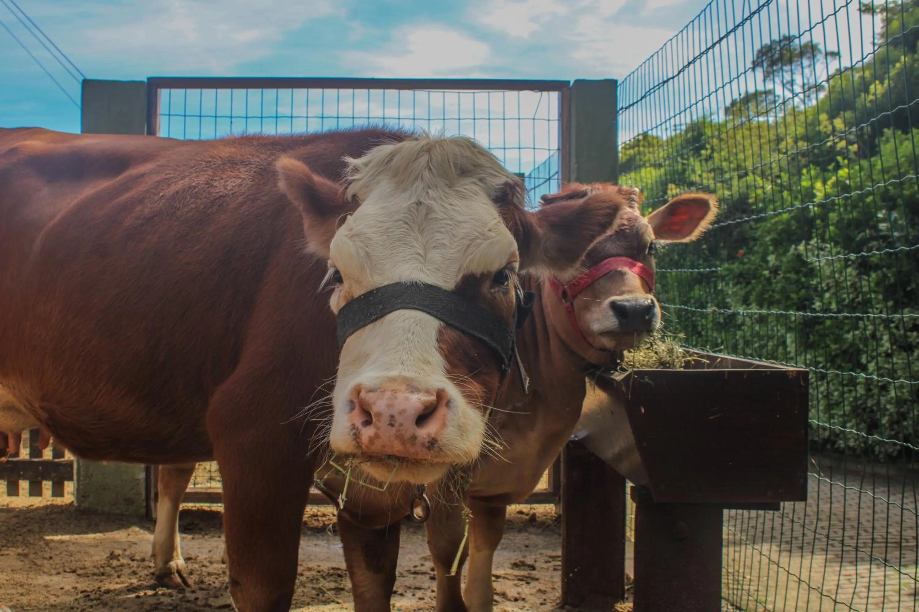 Animals in Costao do Santinho Resort All Inclusive