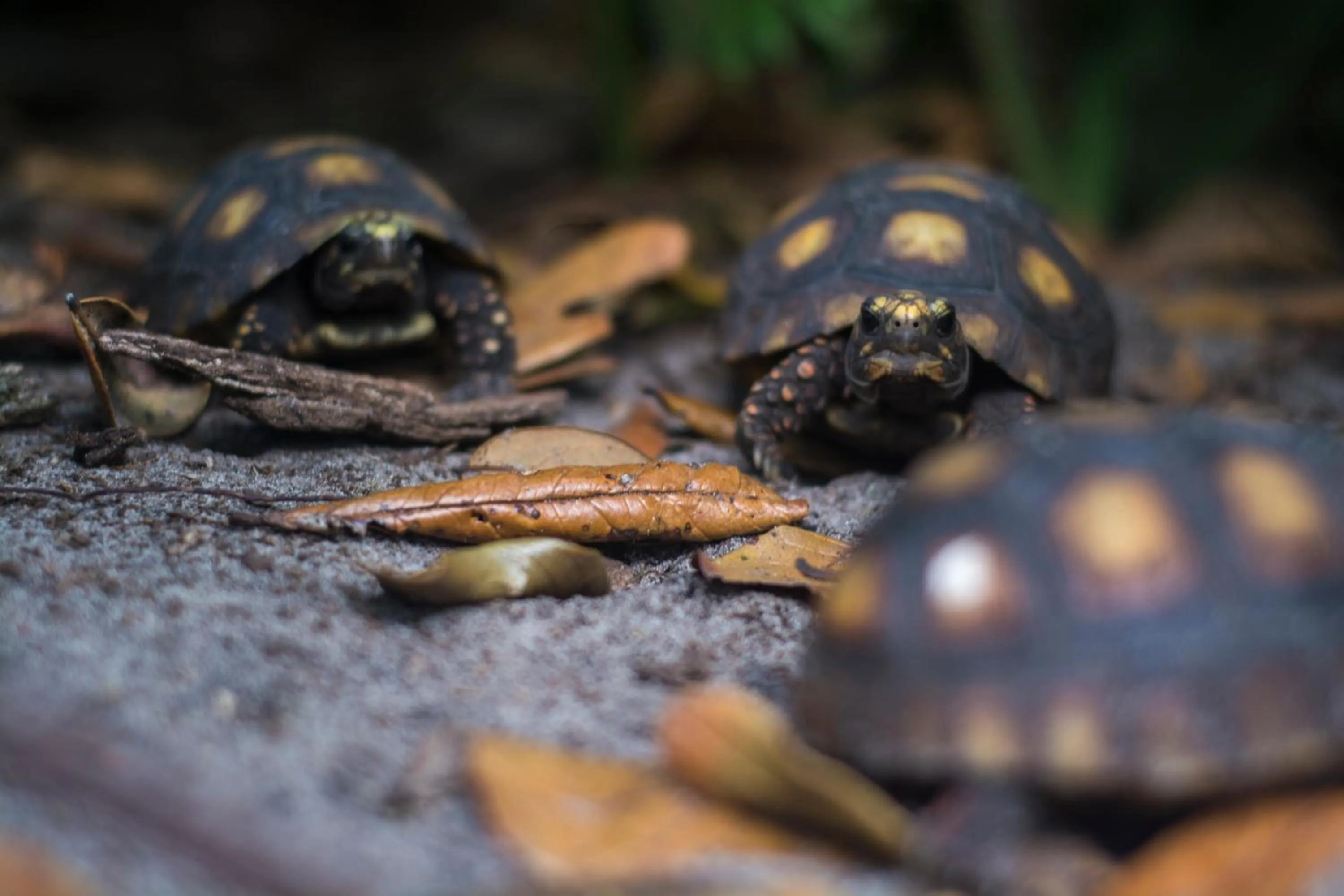 Animals in Ciamat Camp