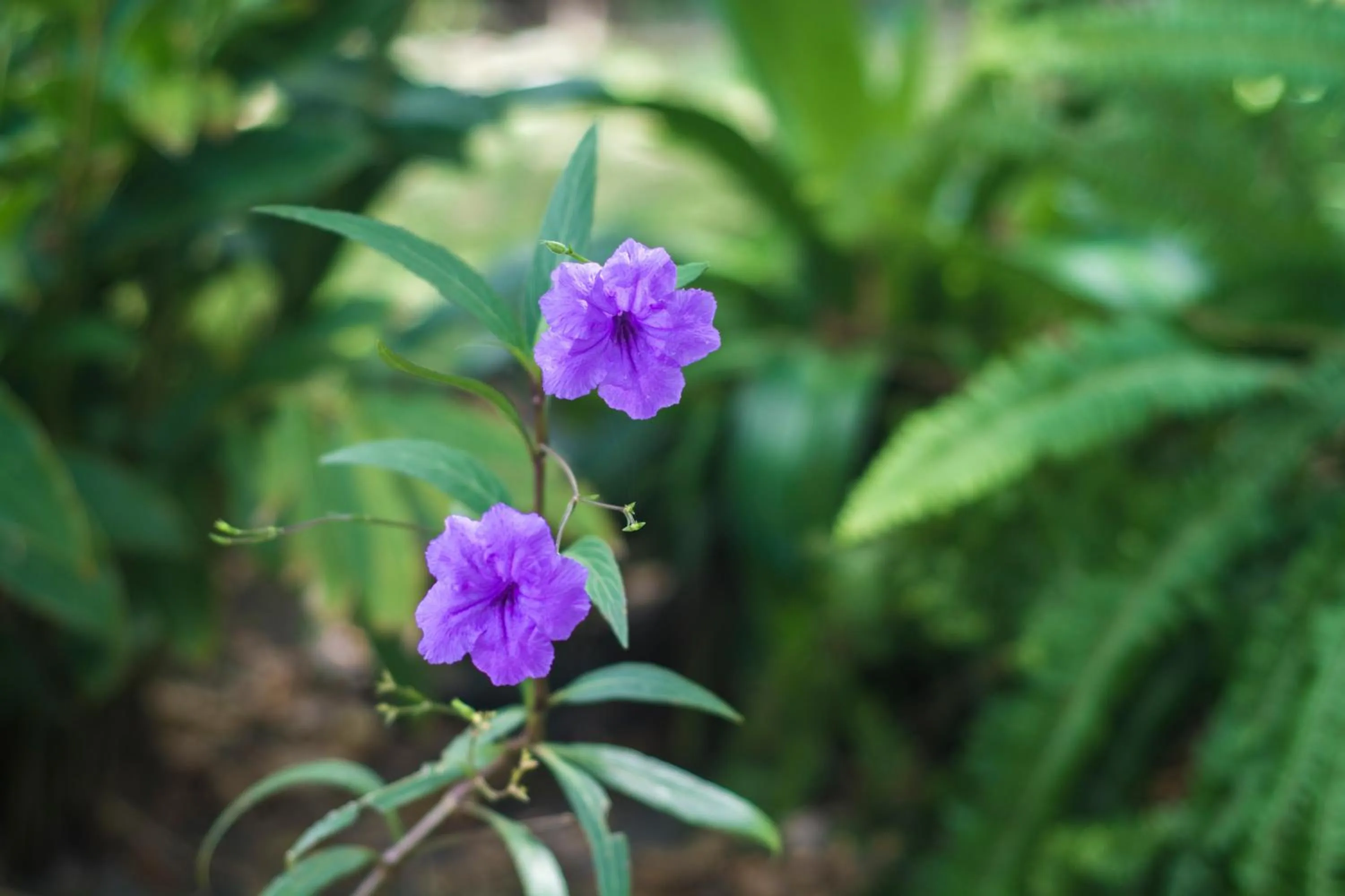 Spring in Ciamat Camp