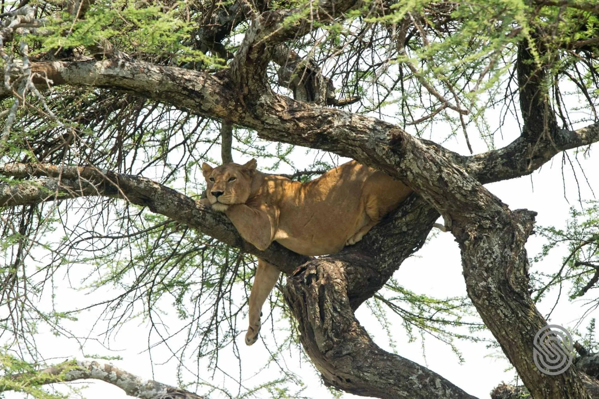 Activities in Serengeti Serena Safari Lodge