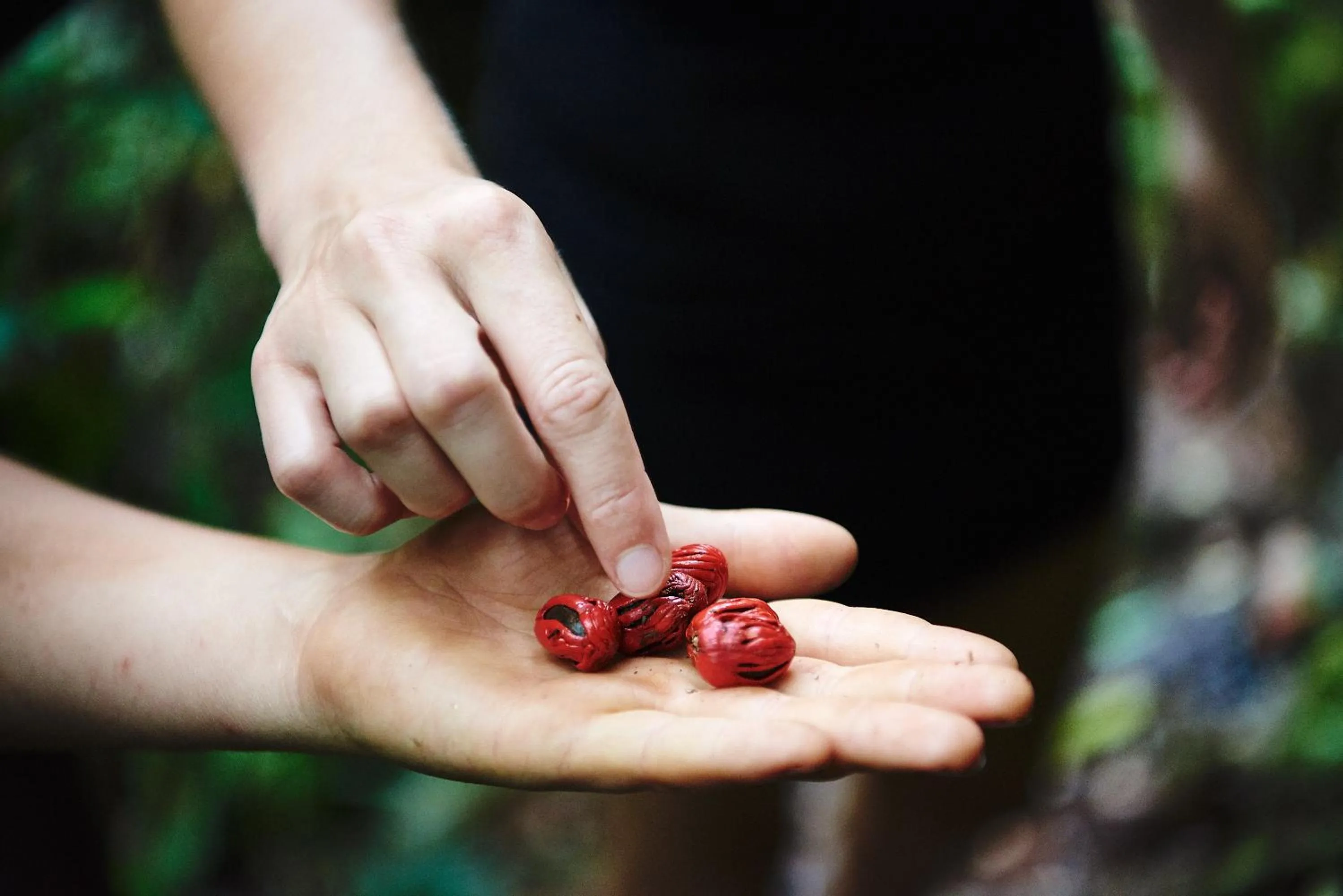 Activities in Daintree Ecolodge