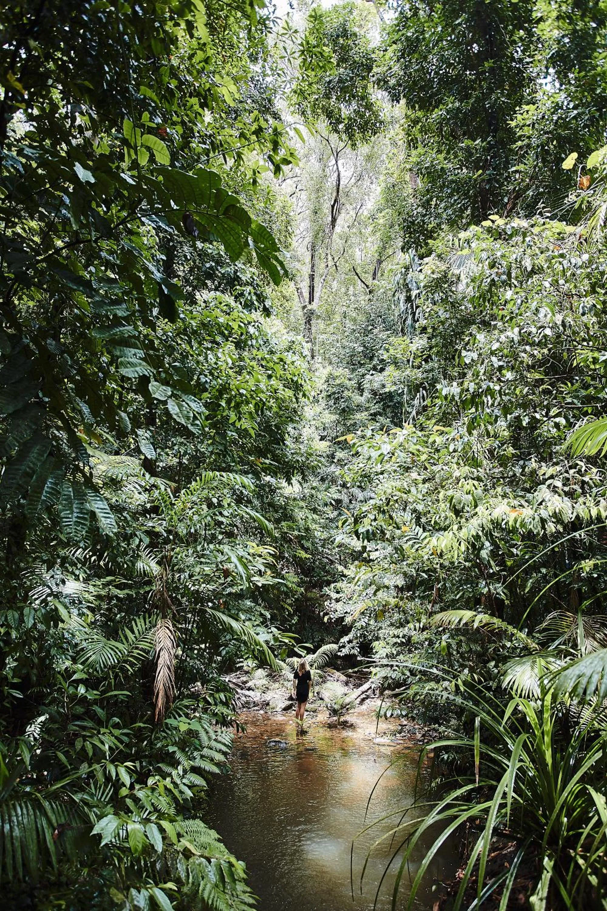 Natural landscape in Daintree Ecolodge