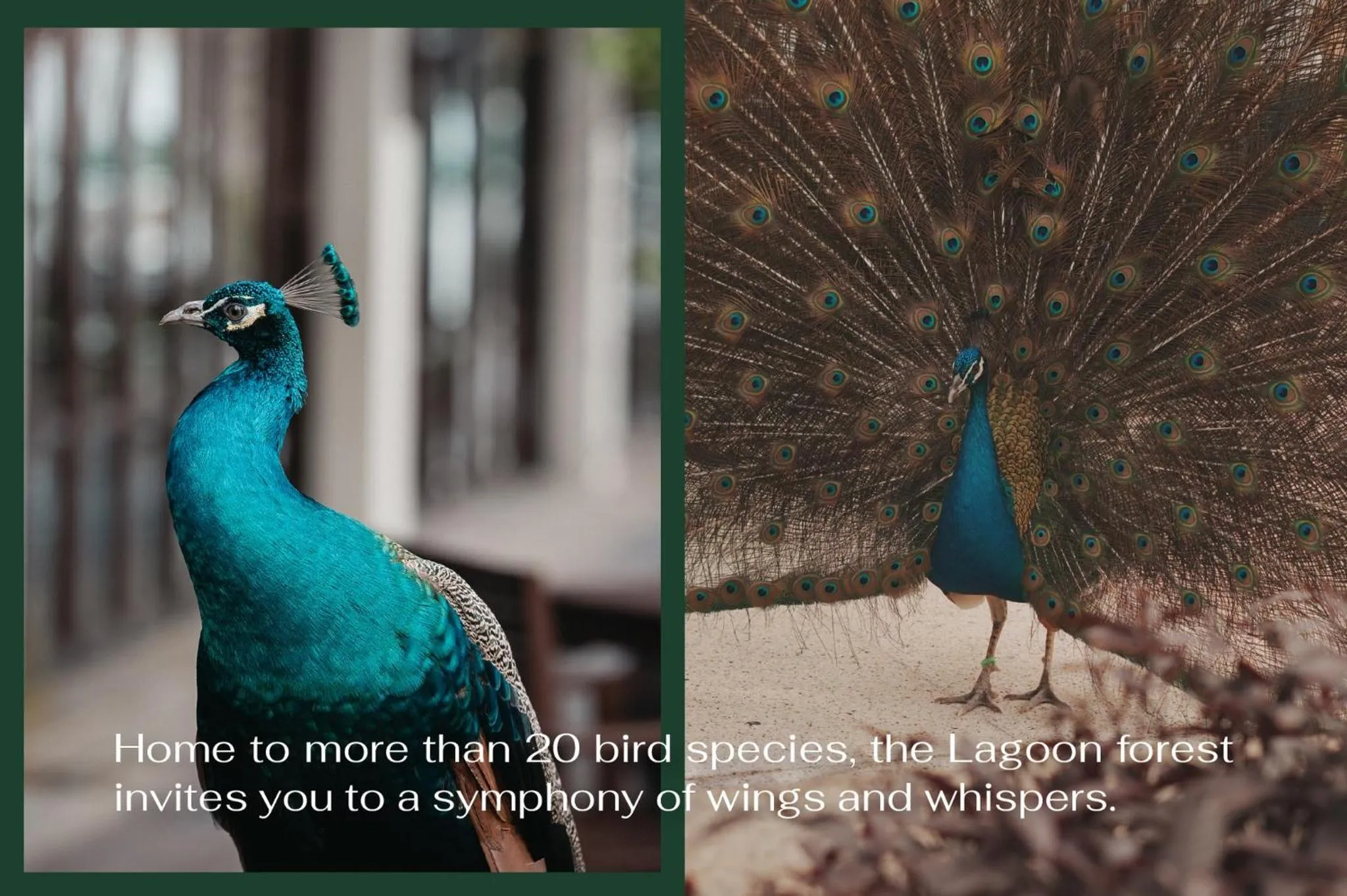 Pets in Furama Resort Danang