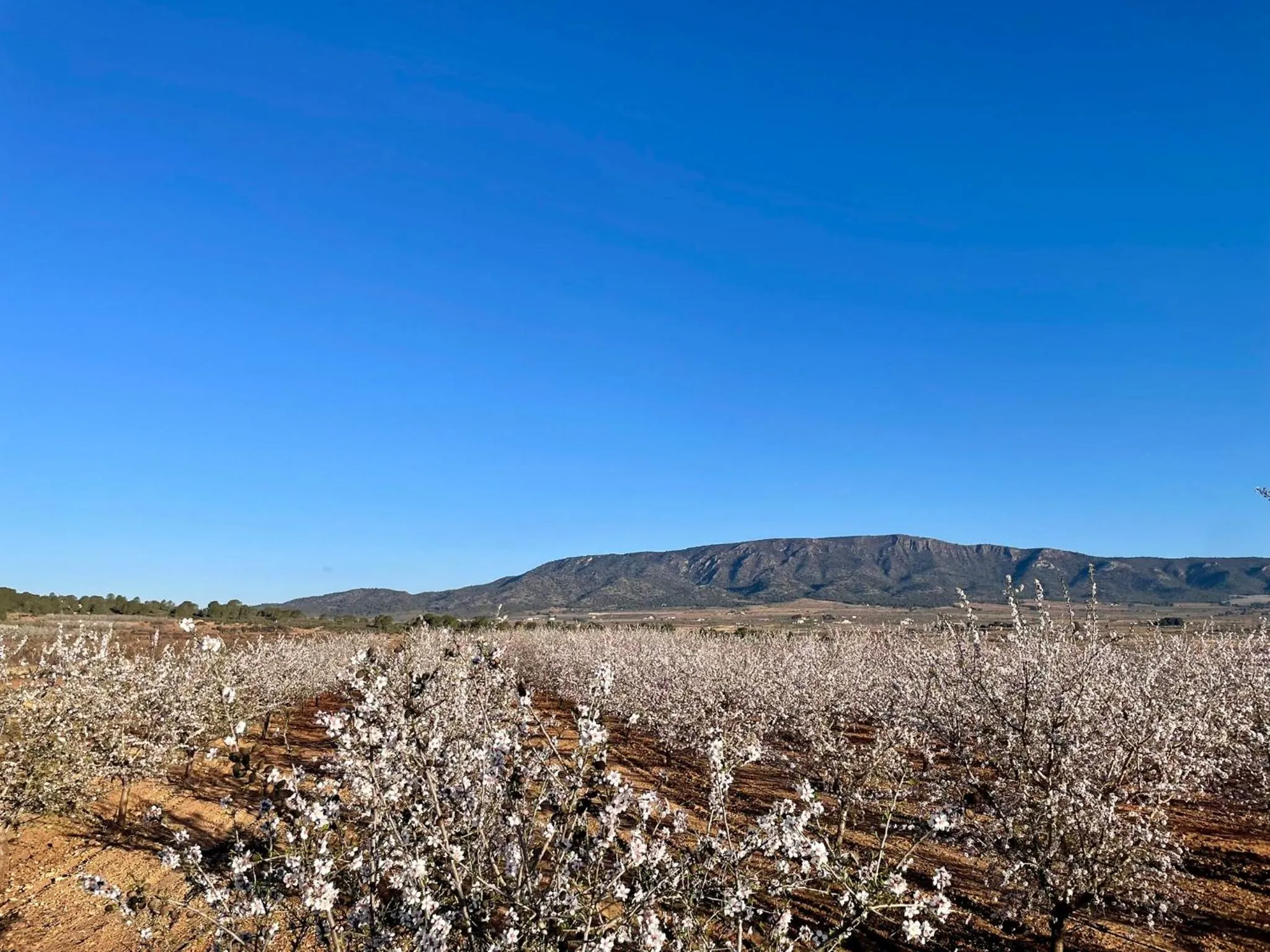 Natural landscape in Casa Rural Ubeda - B&B - Pinoso-Alicante