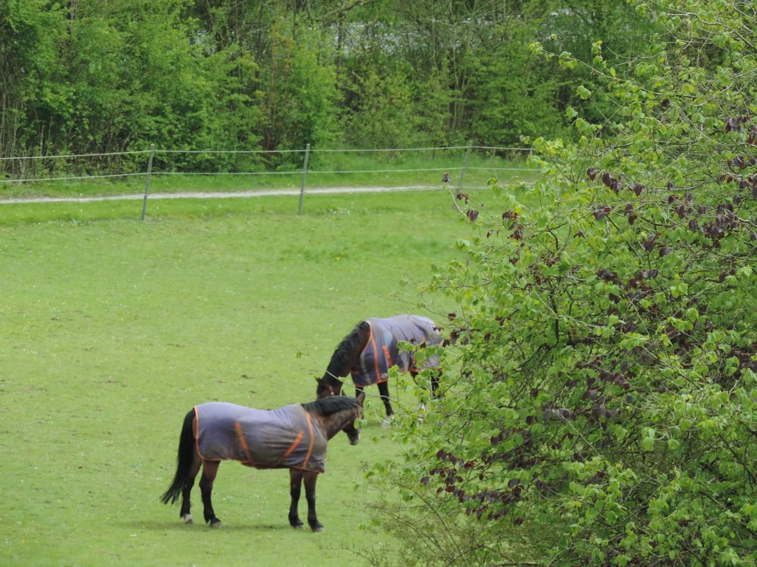 Garden view in Gasthaus zum Dörenberg