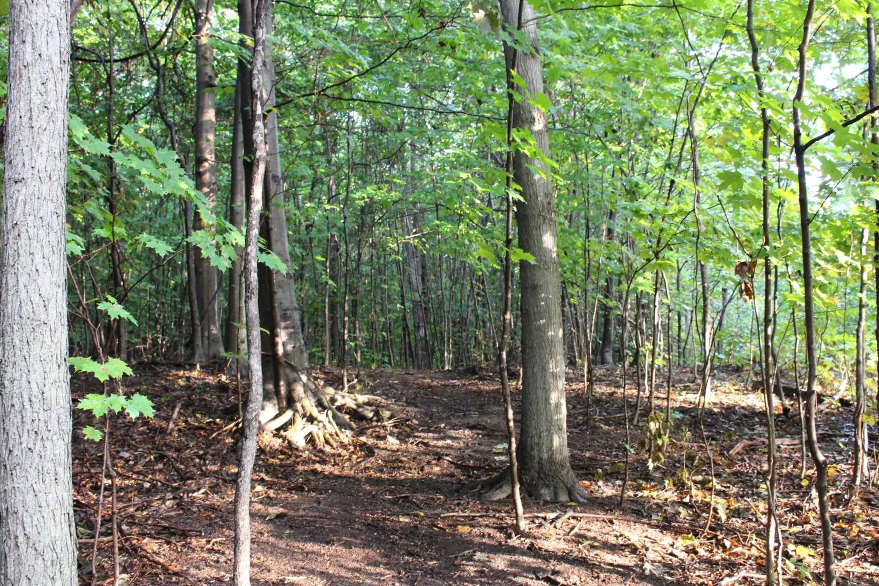 On site in Vineyard Woods