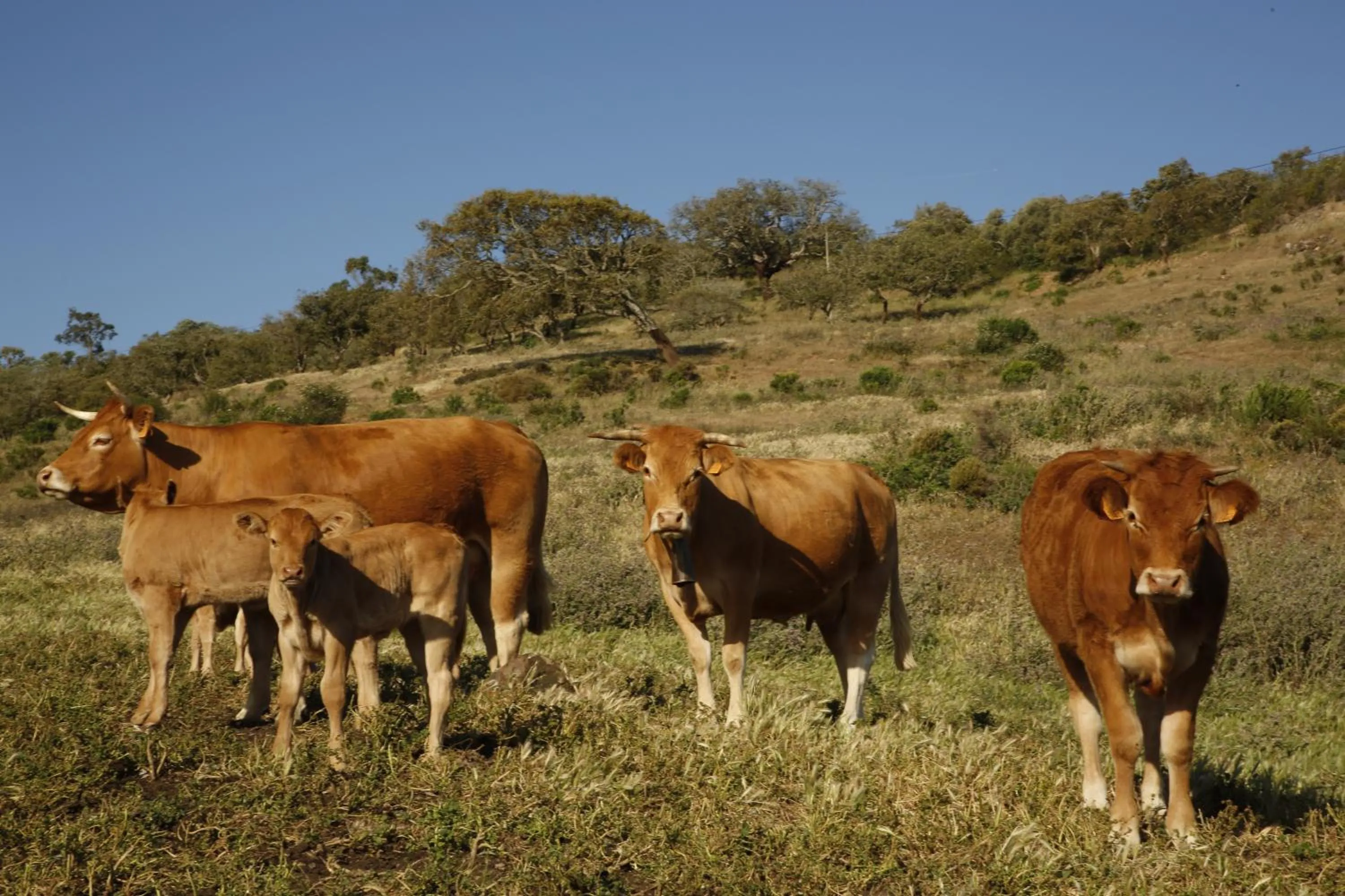 Natural landscape in Monte Da Vilarinha