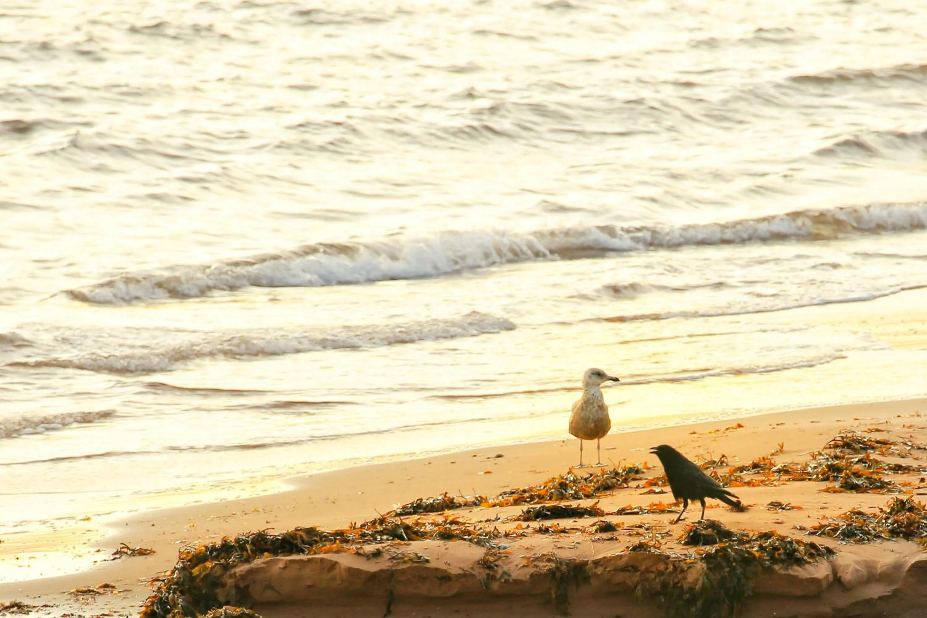 Cavendish Country Inn & Cottages