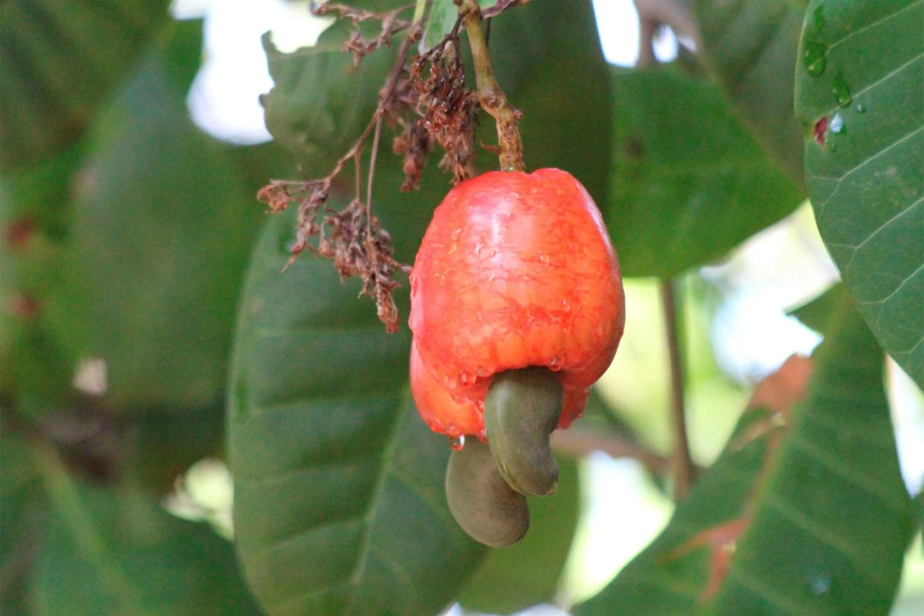 Day in Serrambi Resort