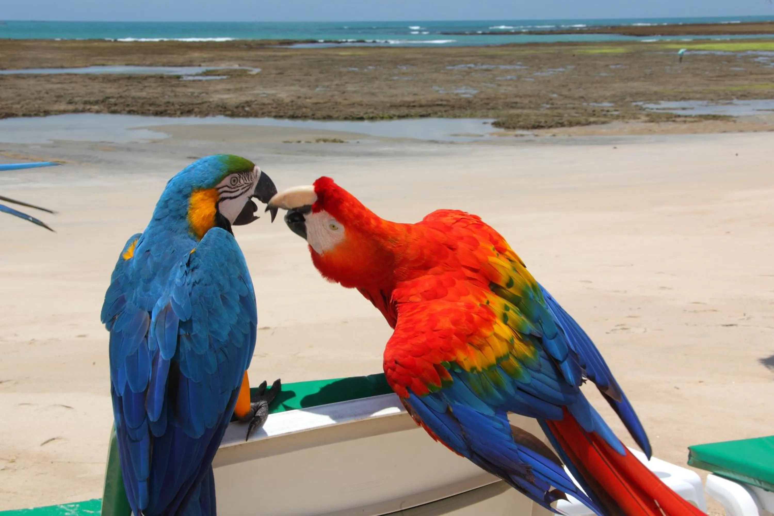 Animals in Serrambi Resort