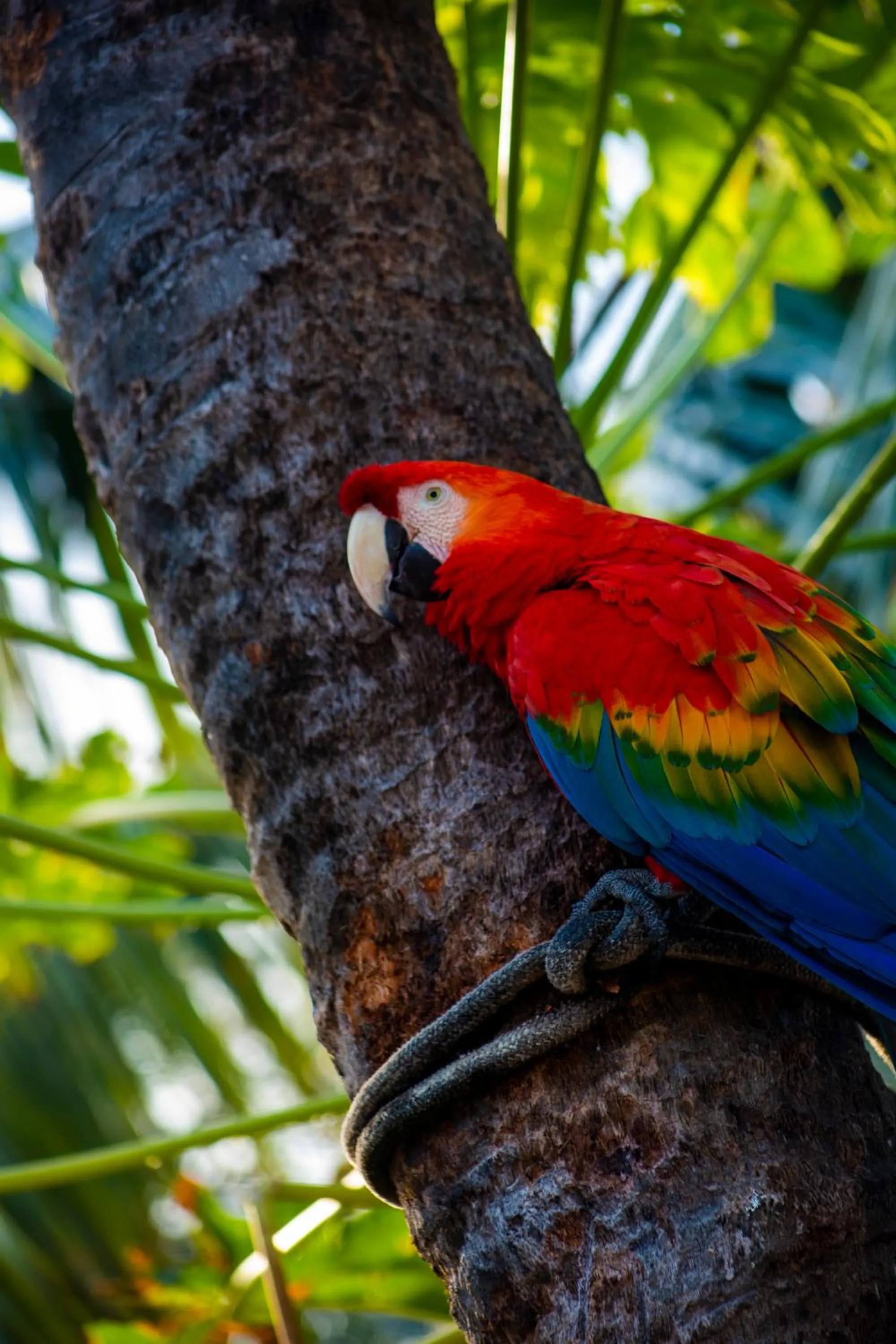 Garden in Serrambi Resort