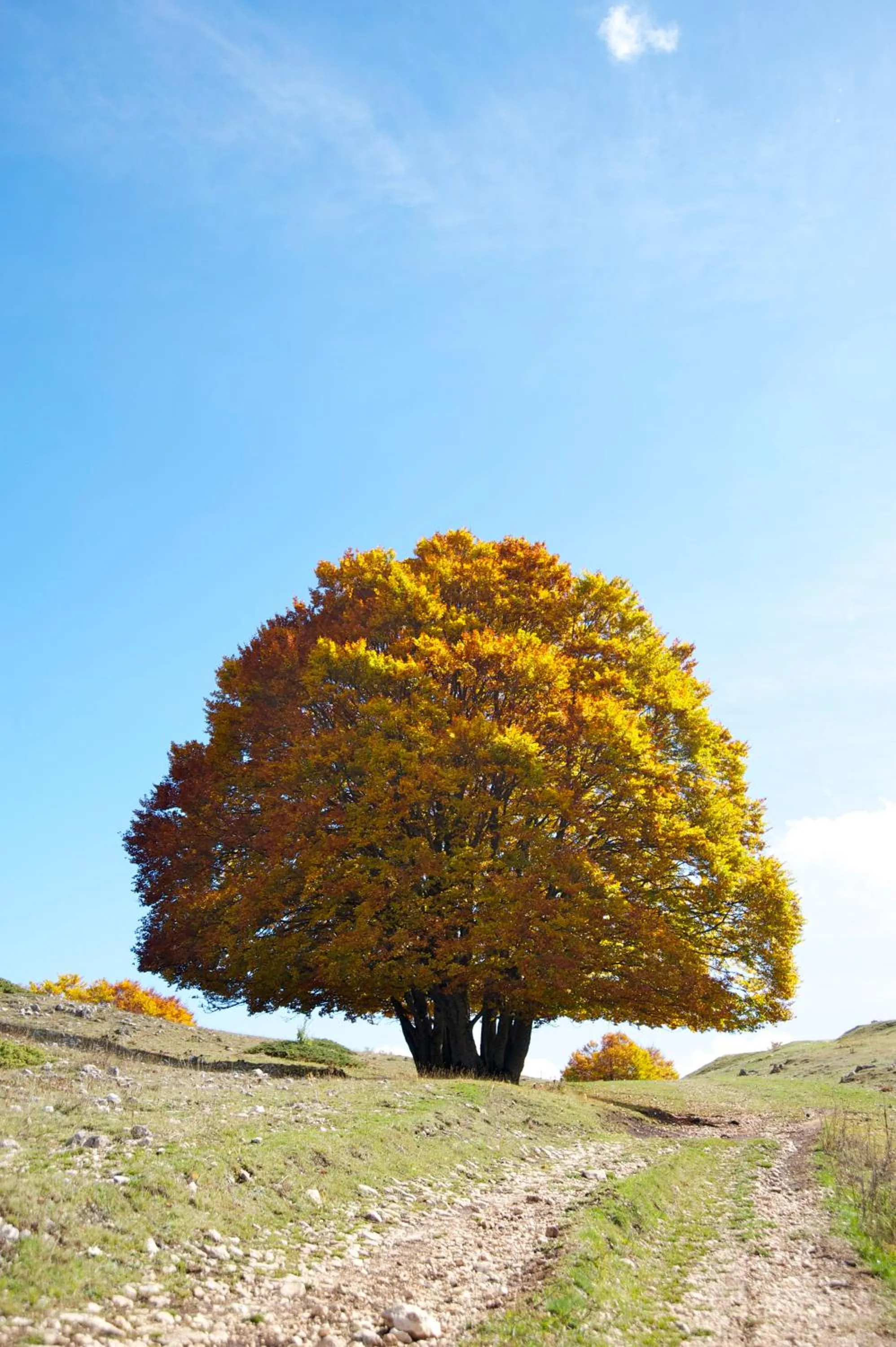 Decorative detail in Robur Marsorum Albergo Diffuso