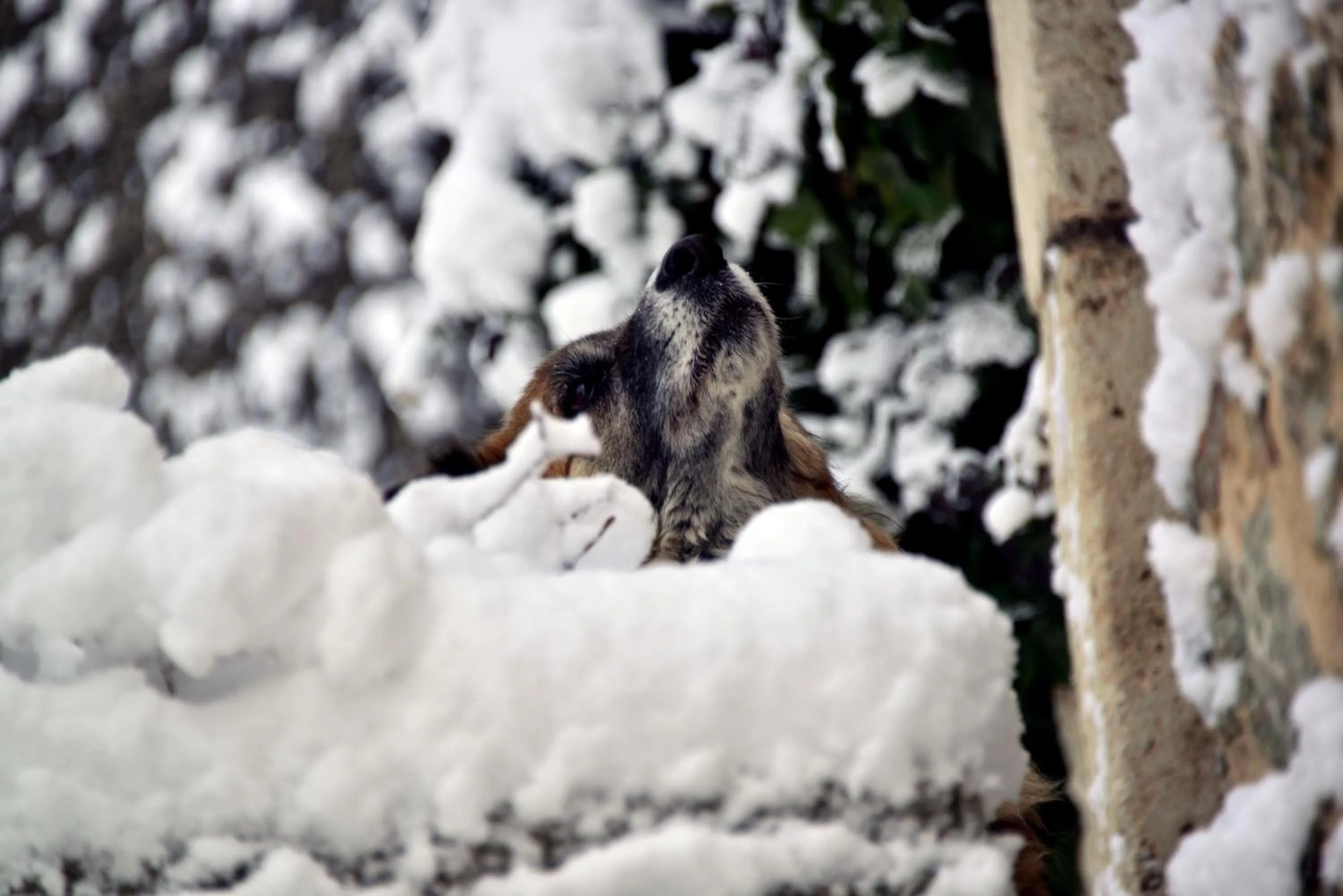 Animals in Robur Marsorum Albergo Diffuso