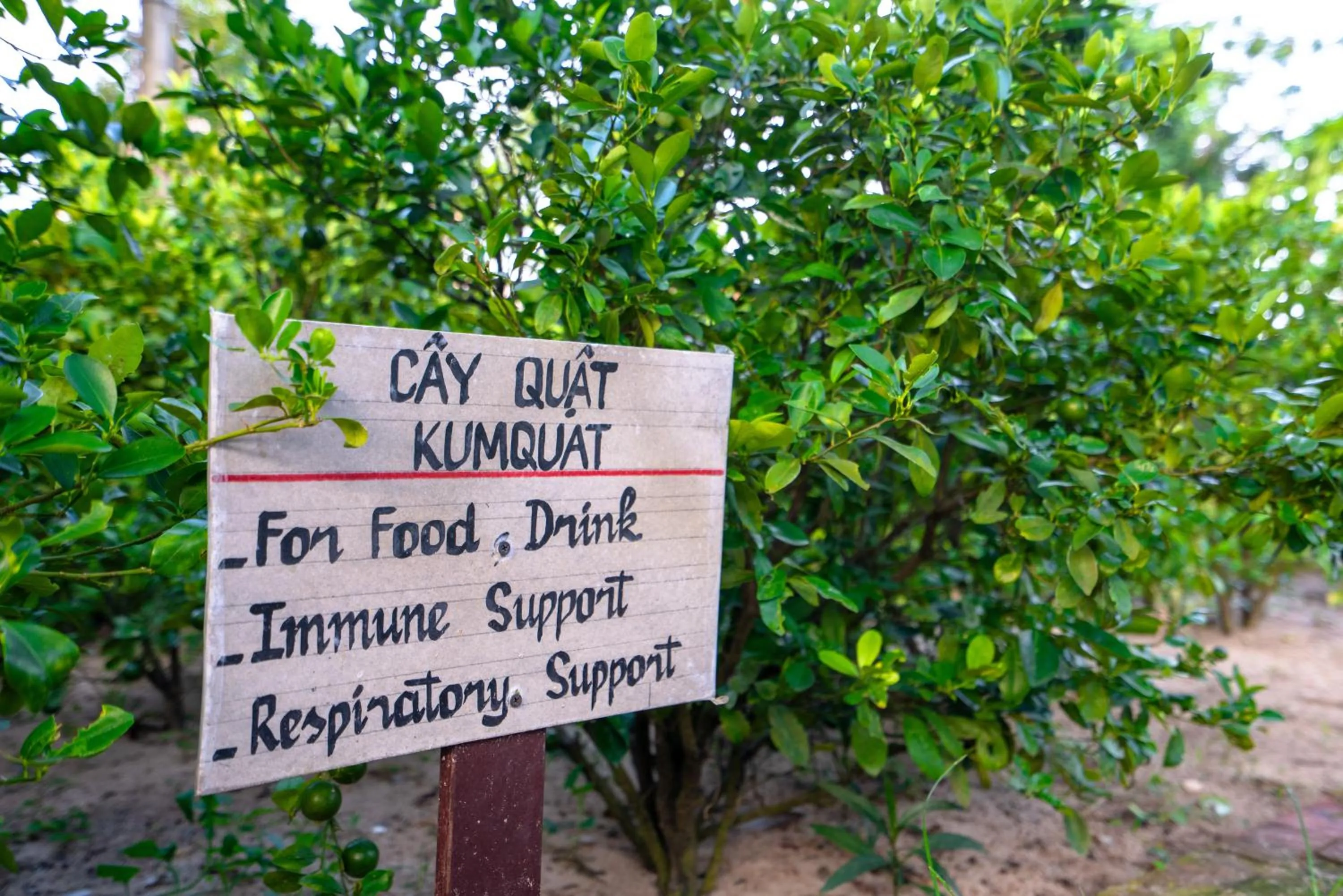 Garden in Silk Sense Hoi An River Resort - Green Luxury Escape