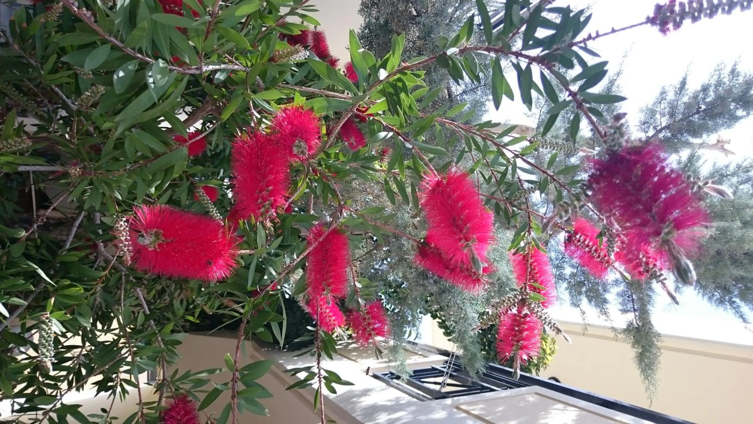 Garden view in Mythos- Platanias- Hotel -Apts