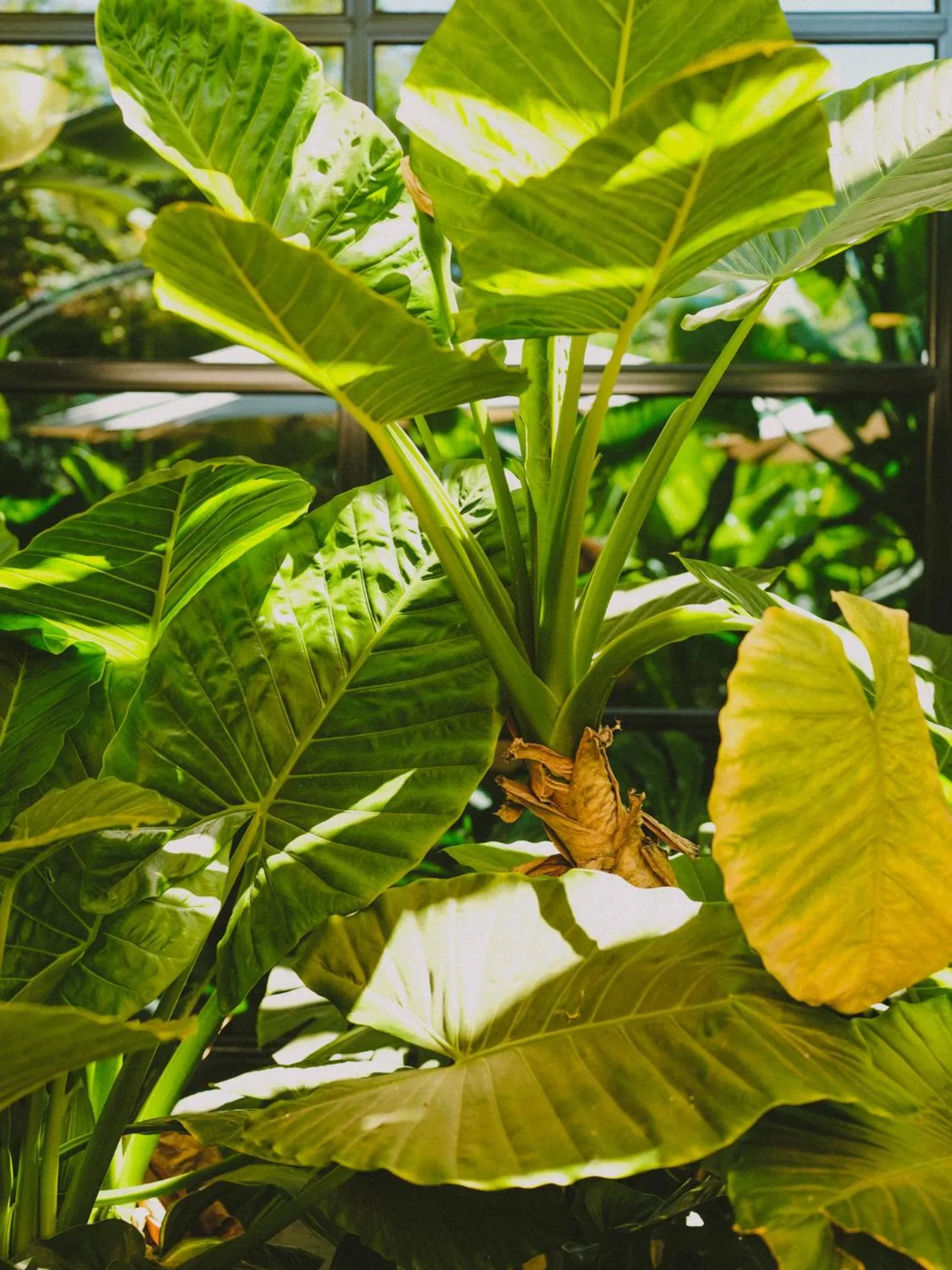 Garden in Hotel Eco Boutique Bidasoa