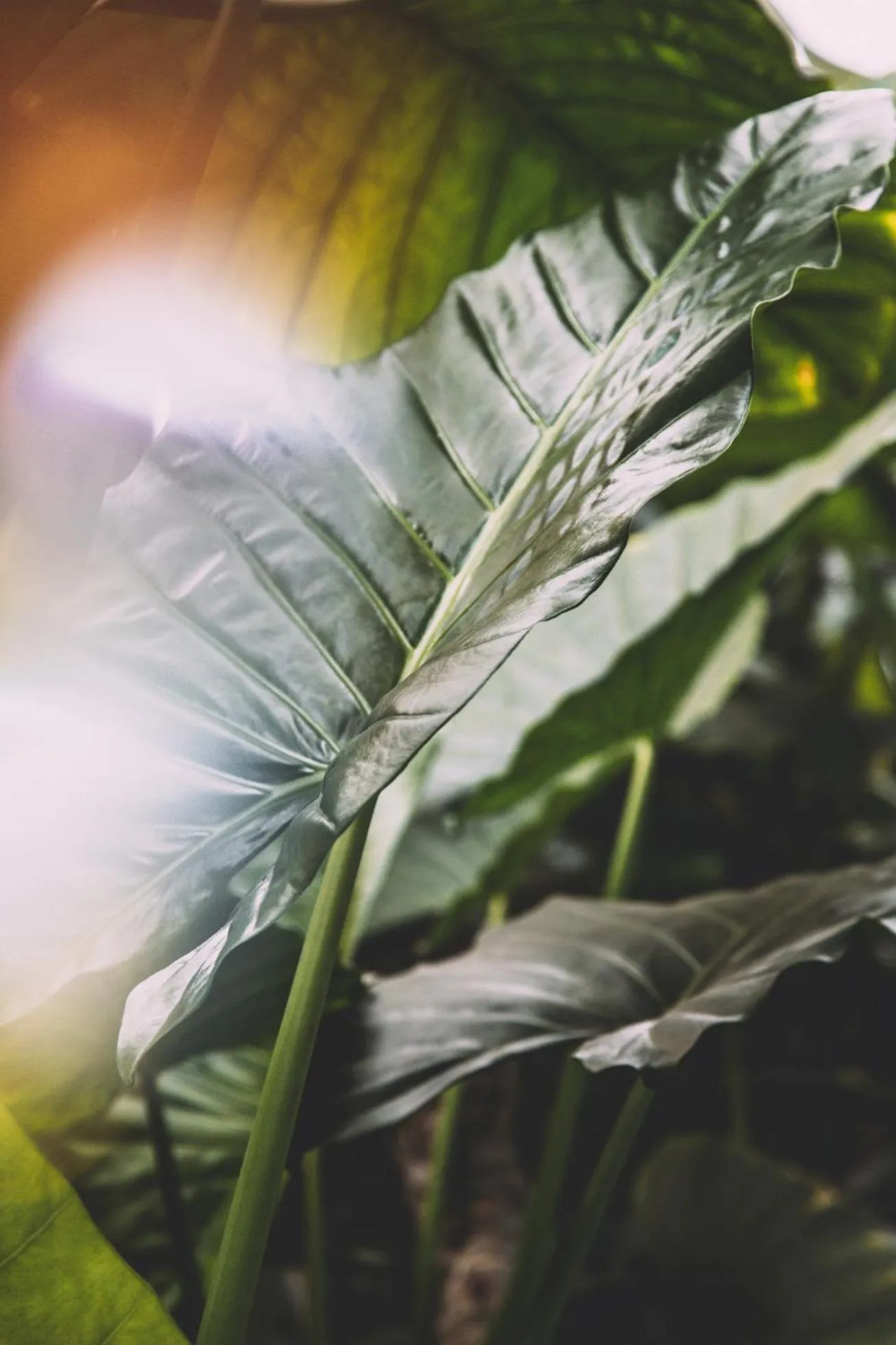 Garden view in Hotel Eco Boutique Bidasoa