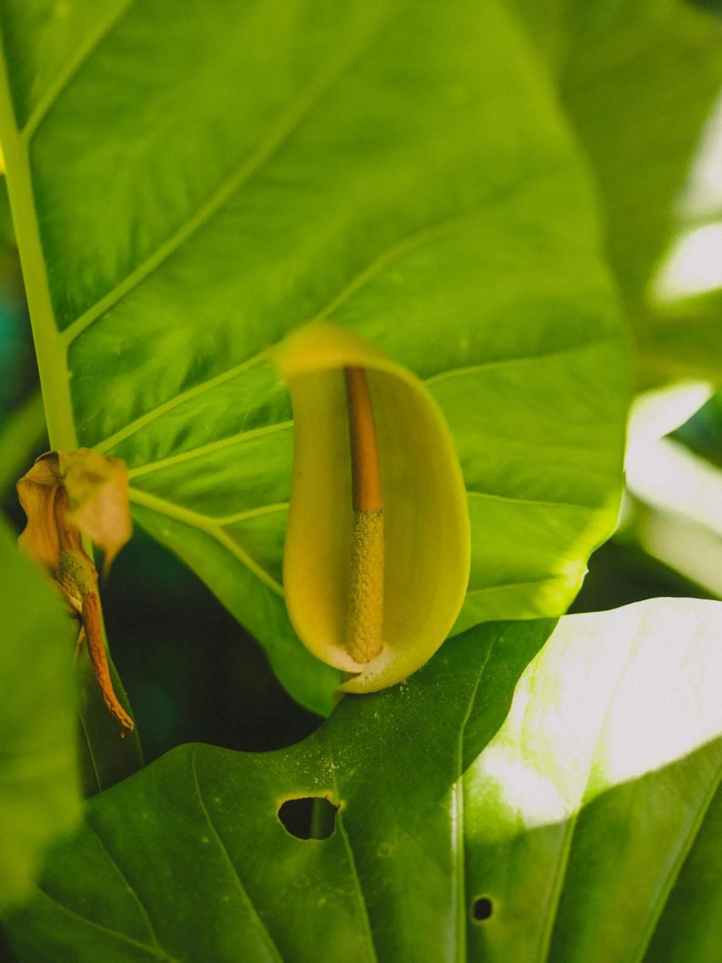 Garden in Hotel Eco Boutique Bidasoa