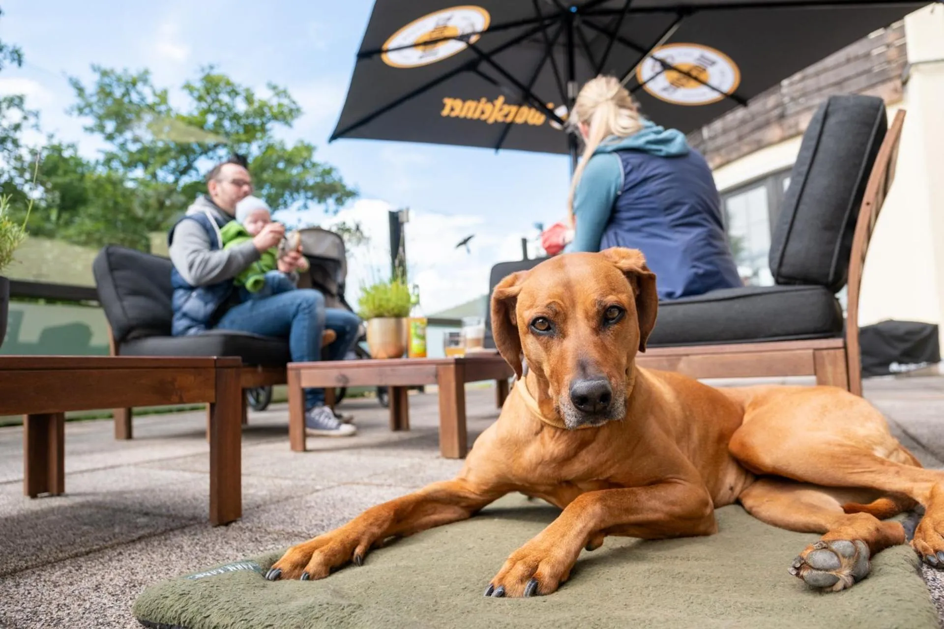 Balcony/Terrace in Der Wolfshof - Dein Zuhause im Harz