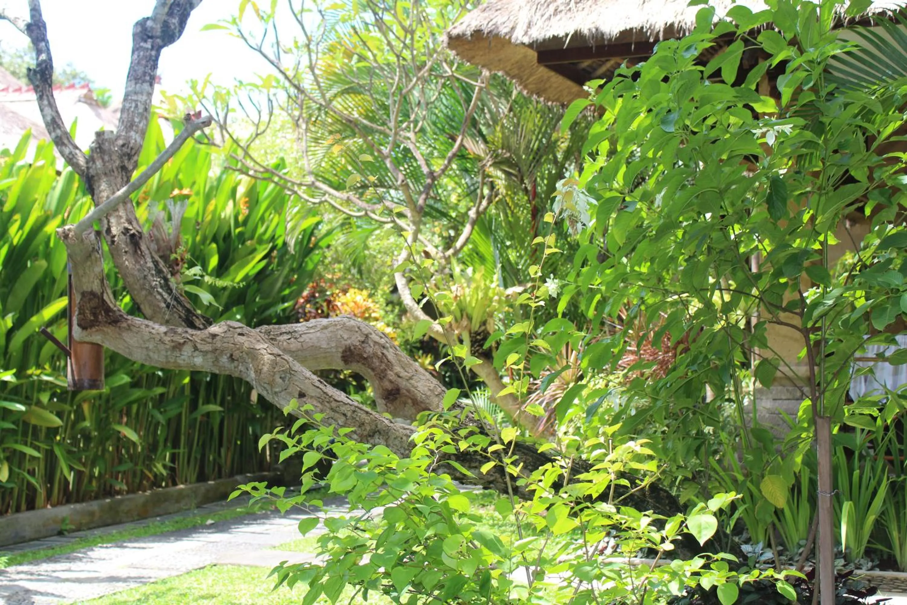 Day in Bali Agung Village