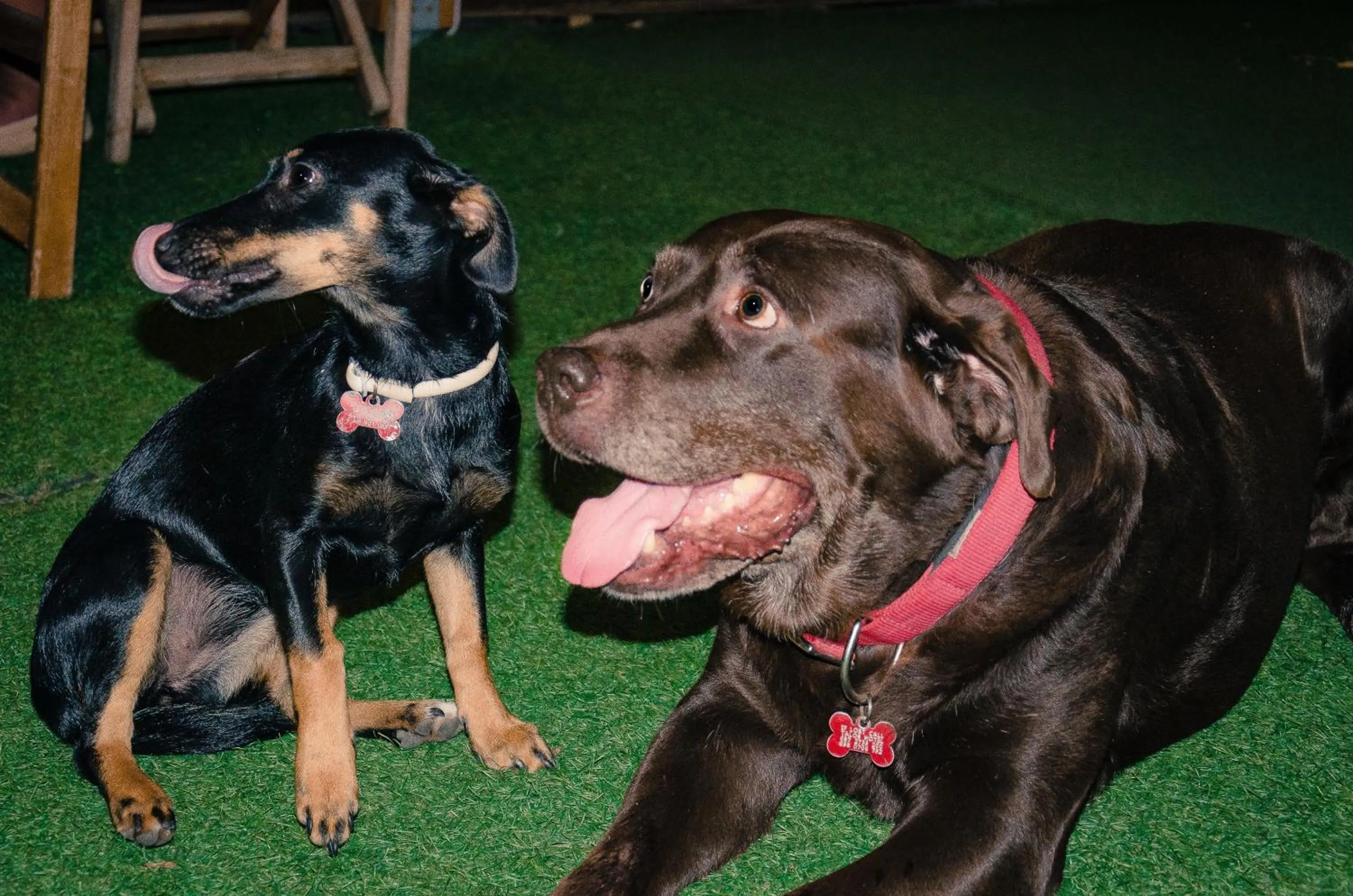 Pets in Talos Hotel Apartments