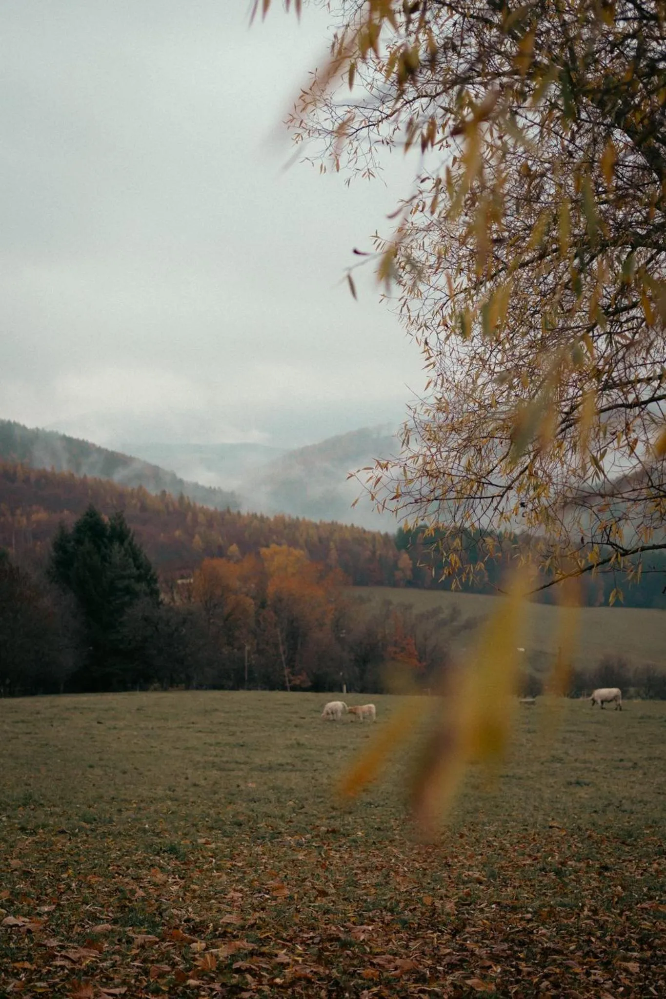 Off site in Hotel Kopanice