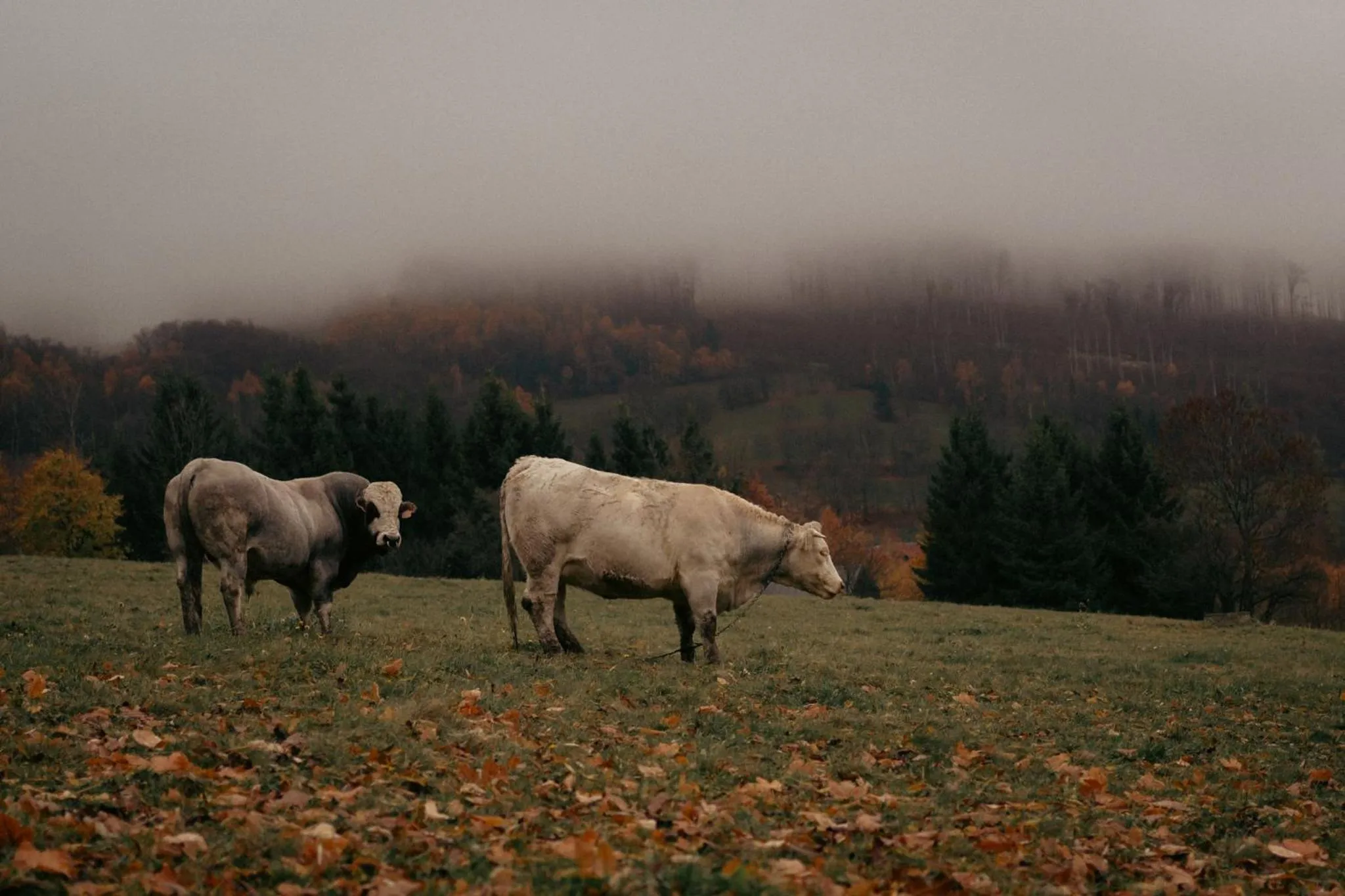 Neighbourhood in Hotel Kopanice